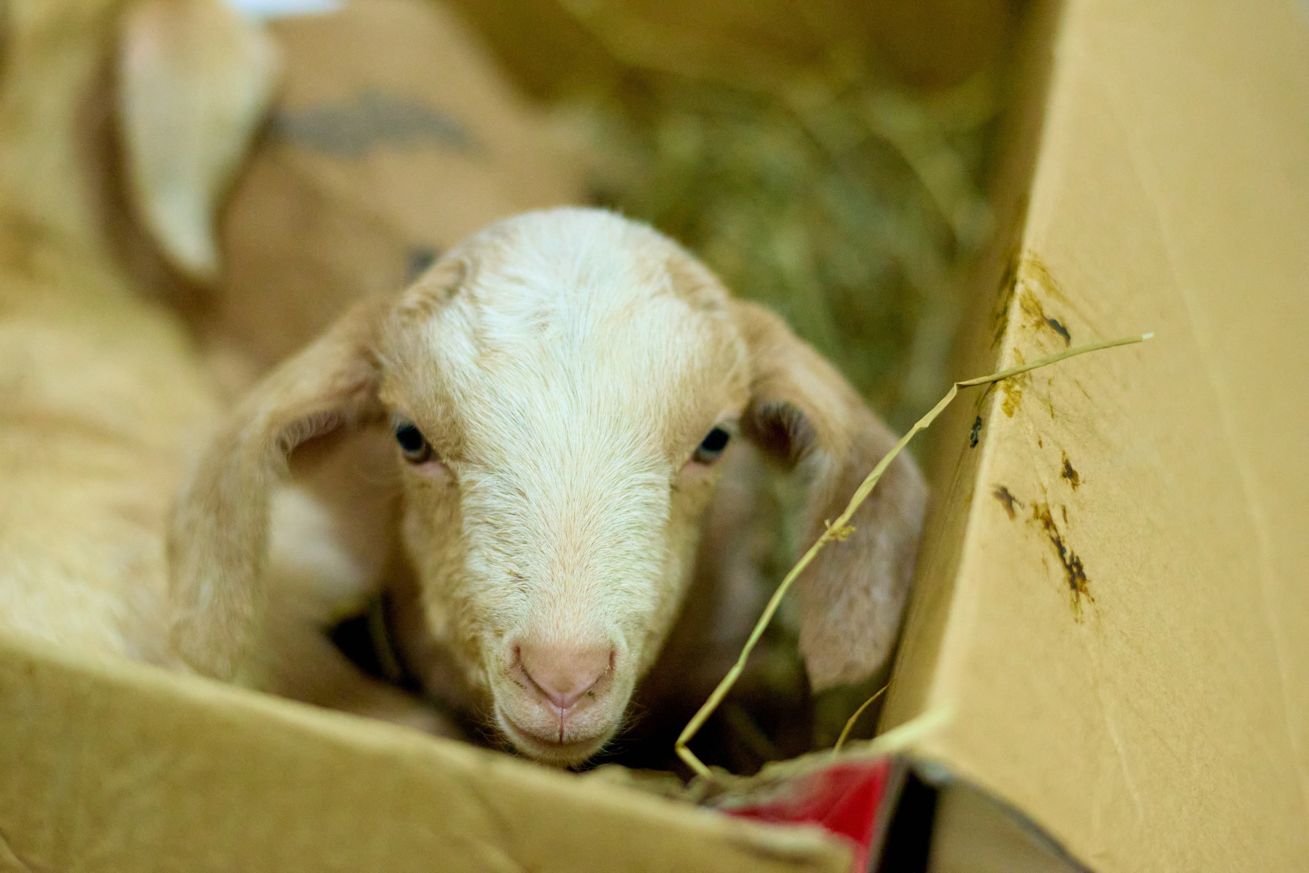 КиВиН-2025. #спецкорНвер