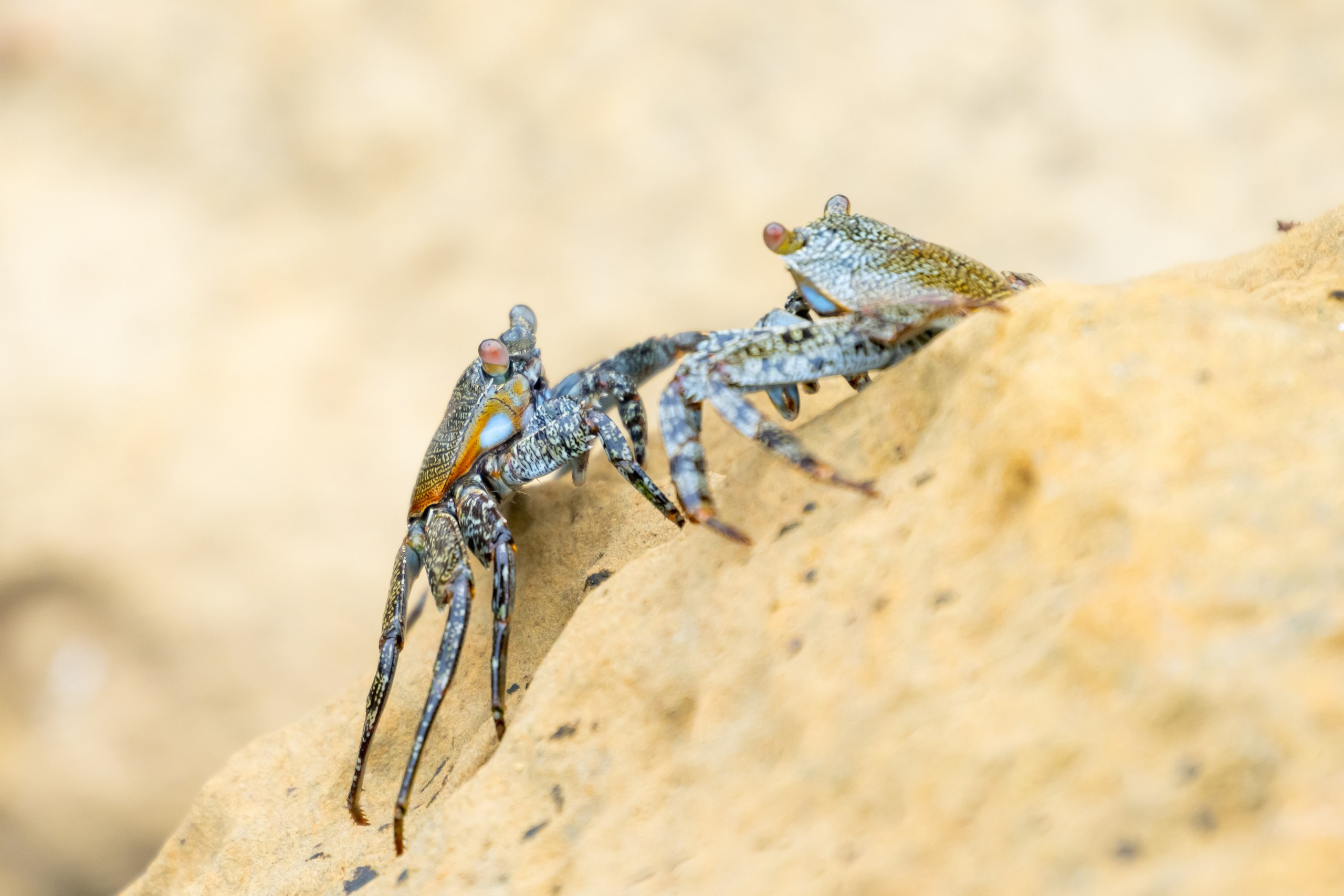 Пейзажный фотограф, Фотографии дикой природы. Foto-Zuev фотография как искусство