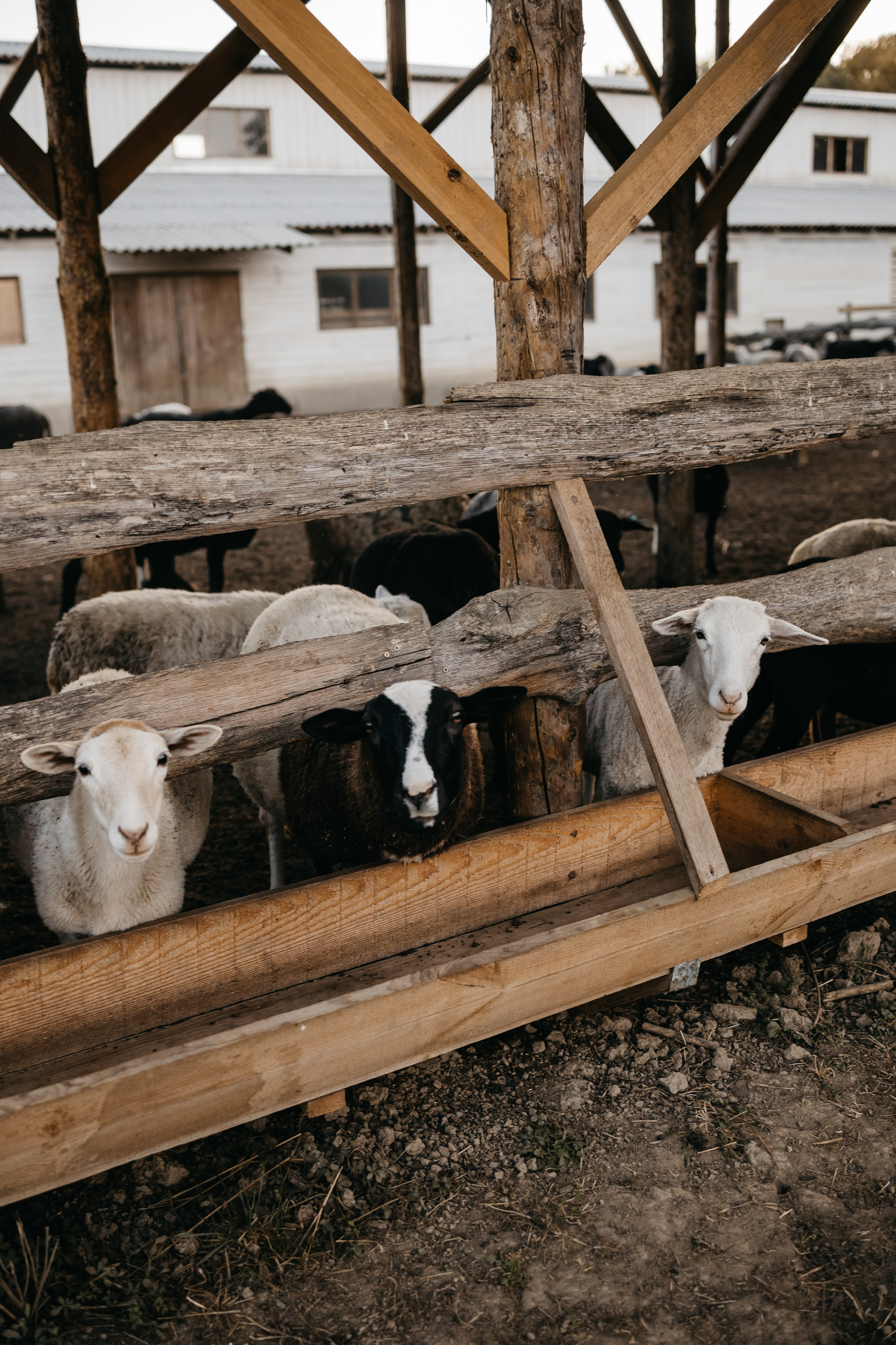 Семейные. Семейный фотограф Краснодар. Екатерина Акчурина