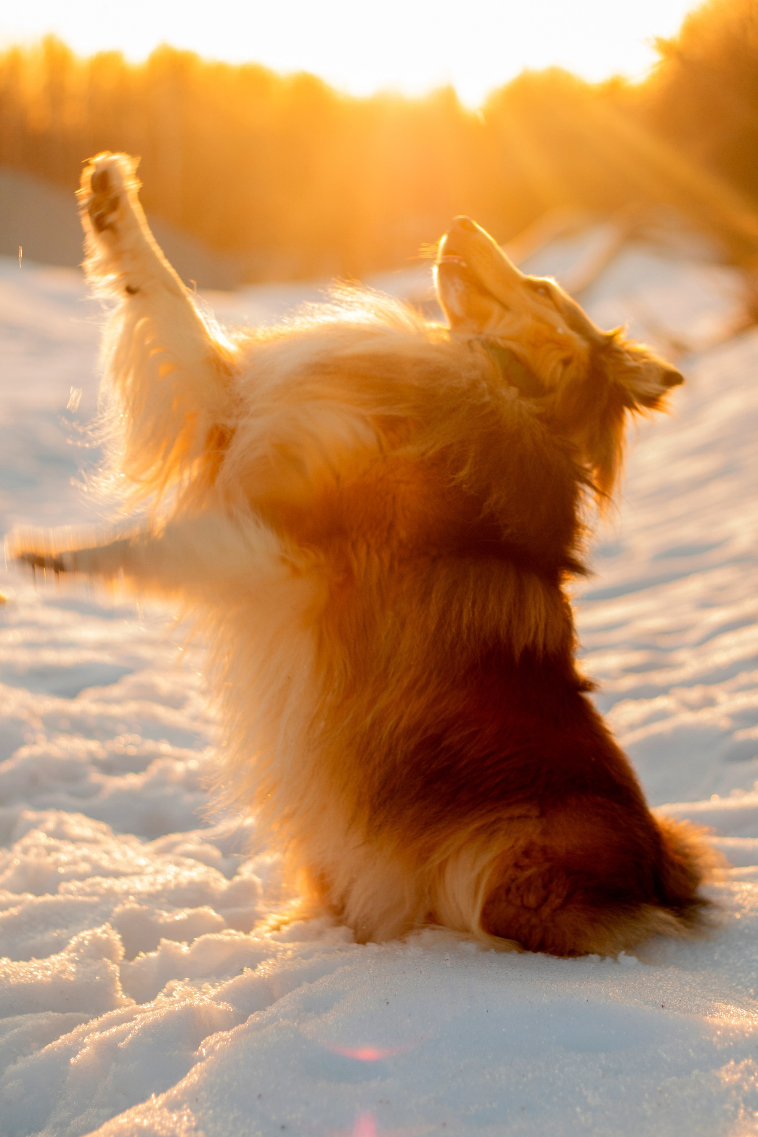 Арчи мой питомец шелти. Катя Попова|ЛайфСтайл фотограф