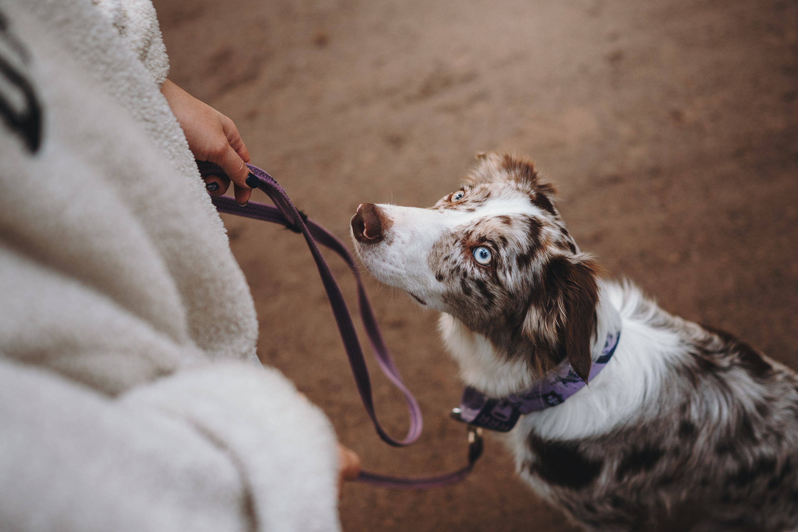 Настя, Максим, Орео и Норд. Семейный фотограф анималист Ананьева Мария — Москва