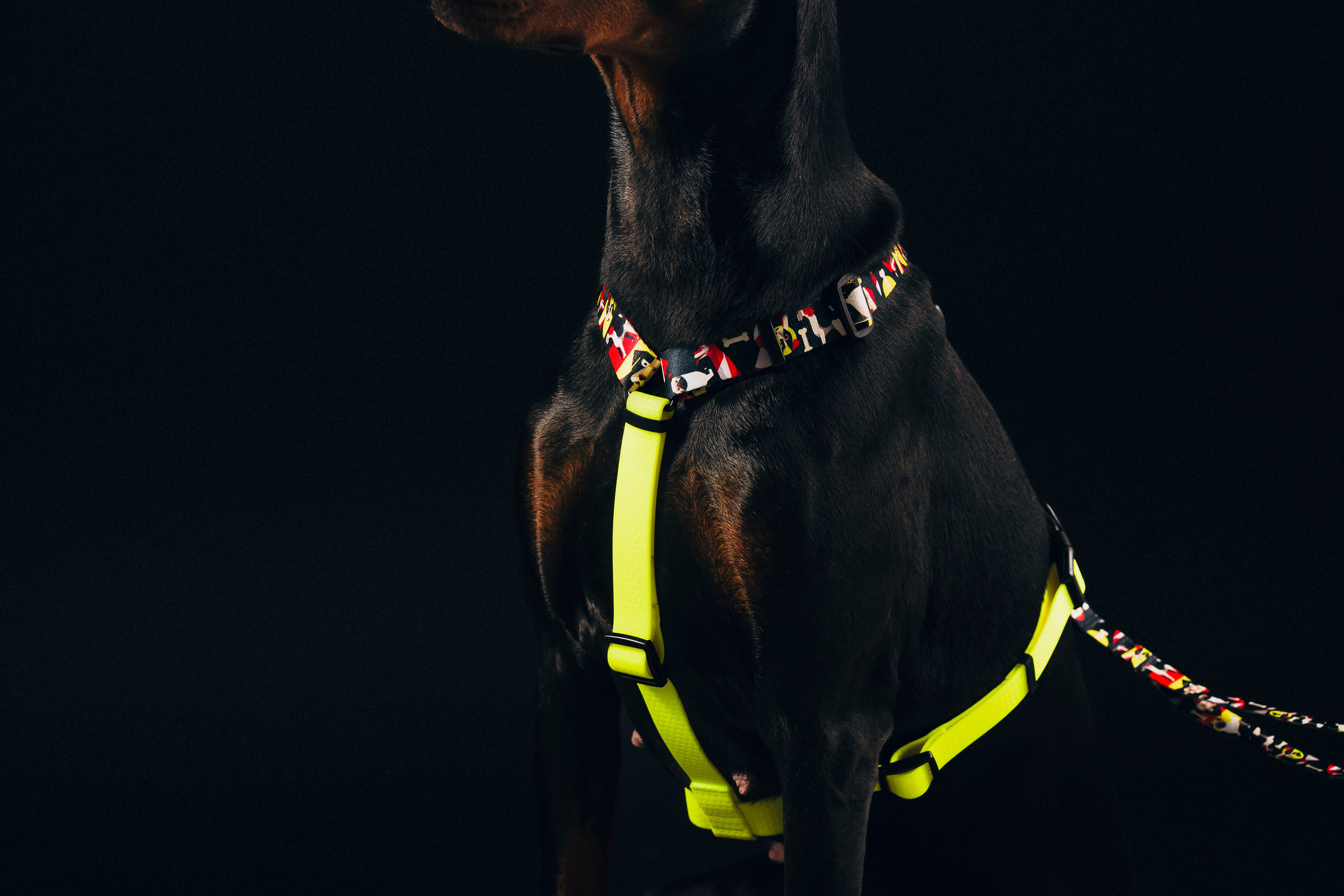 B&F. Амуниция. Семейный фотограф анималист Ананьева Мария — Москва