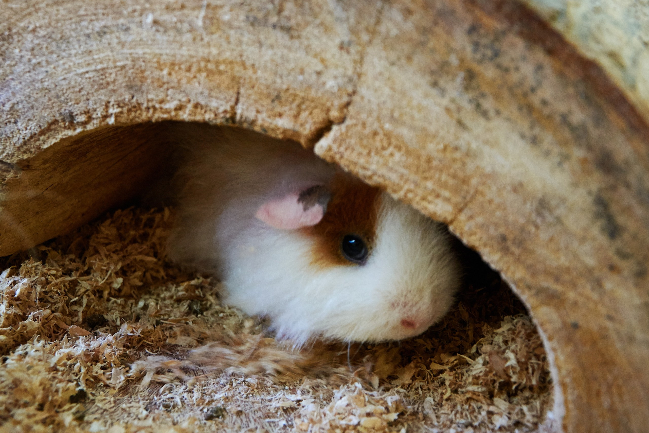 Ольга Чёкотова (Фотограф Кострома)