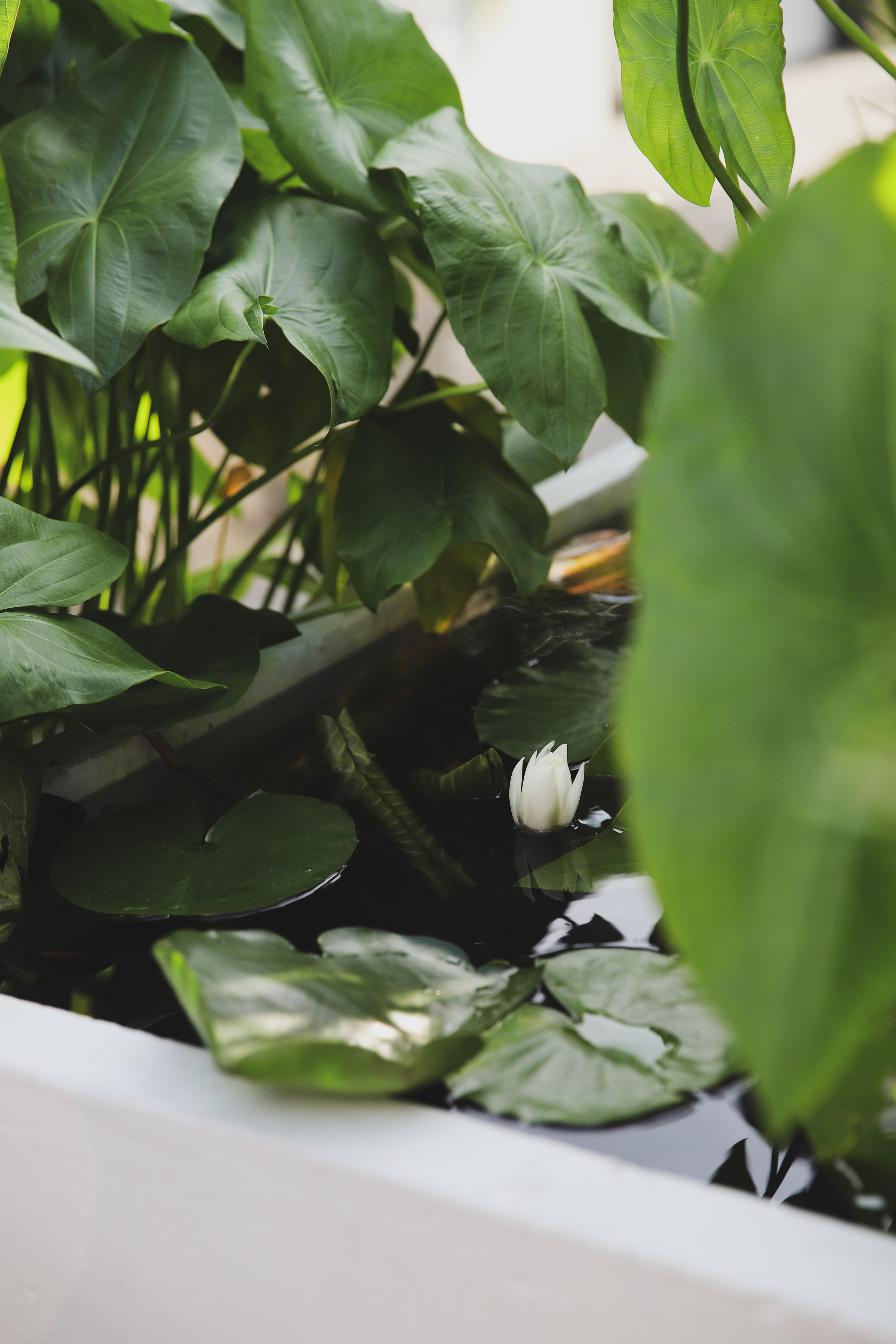 Дмитрий и Наталья. Фотограф Москва и МО Анастасия Пясковская