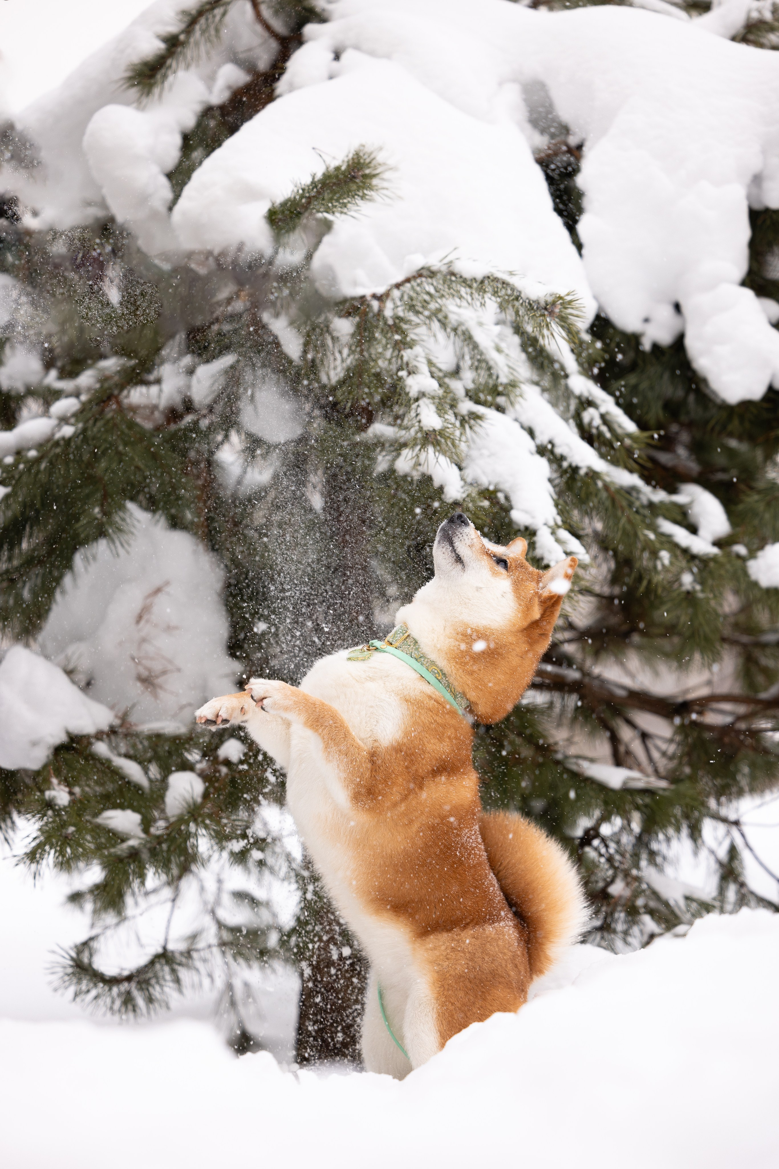 Юми, Серж и Тоши. Фотограф и видеограф анималист Аганина Дарья