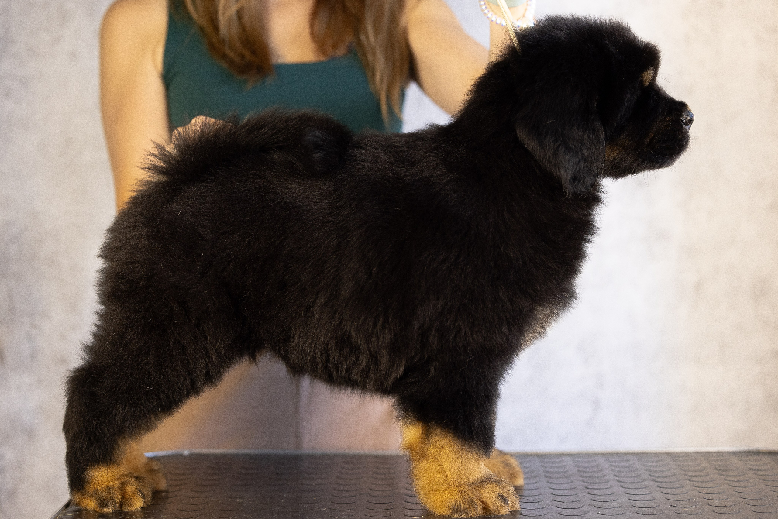 Тибетский мастиф. Фотограф и видеограф анималист Аганина Дарья