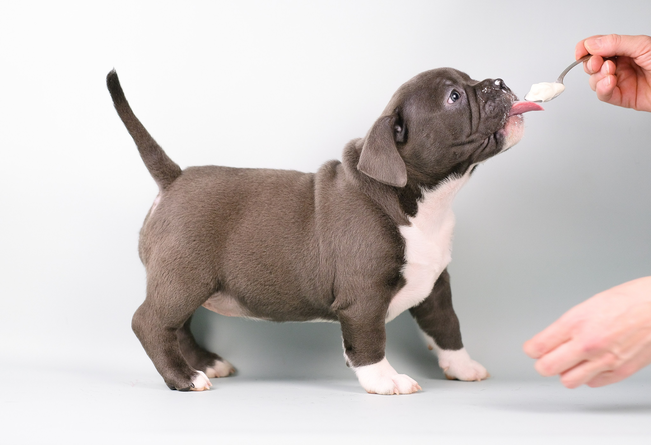 Американский Булли. Фотограф и видеограф анималист Аганина Дарья