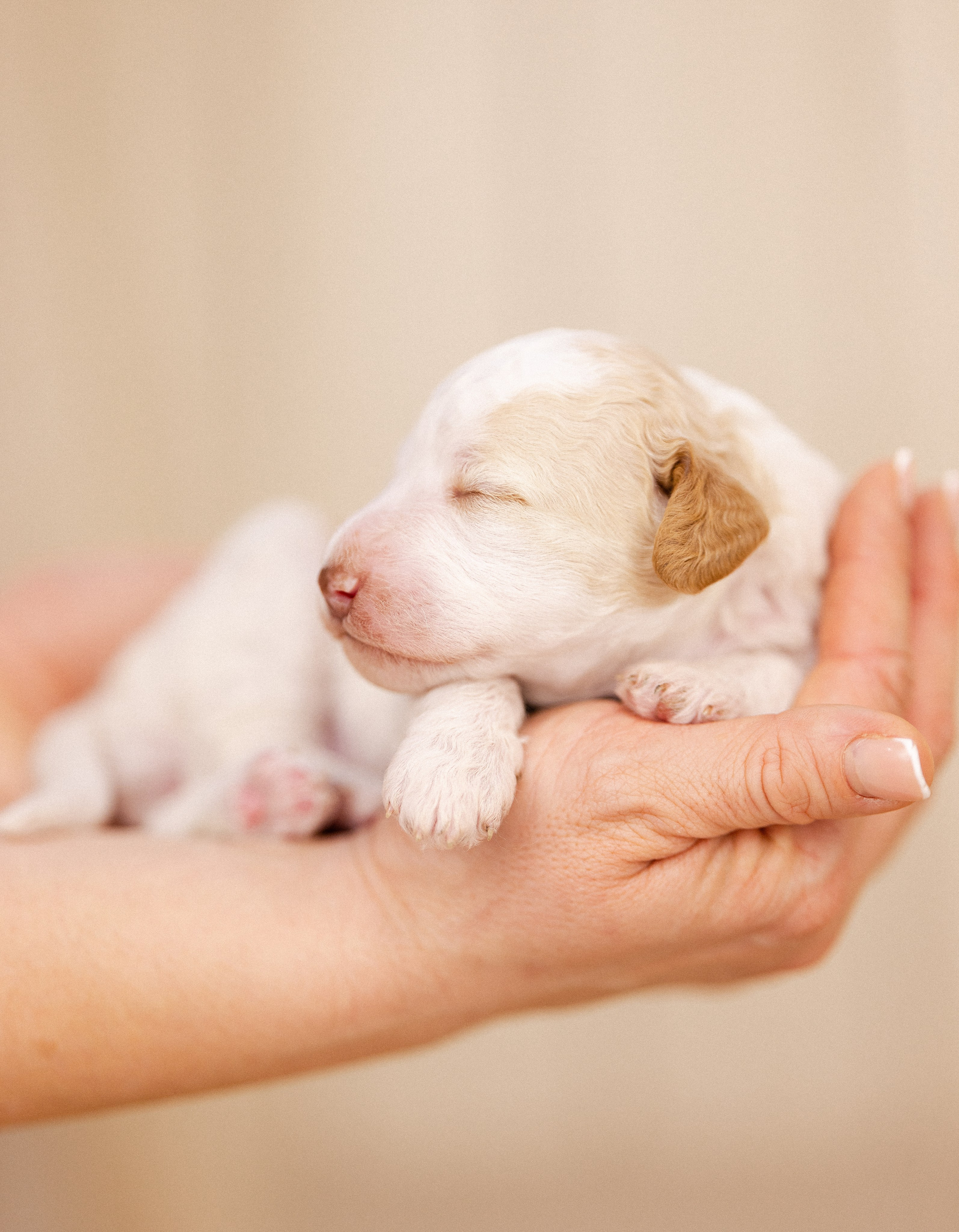 Лаготто Романьоло. Фотограф и видеограф анималист Аганина Дарья