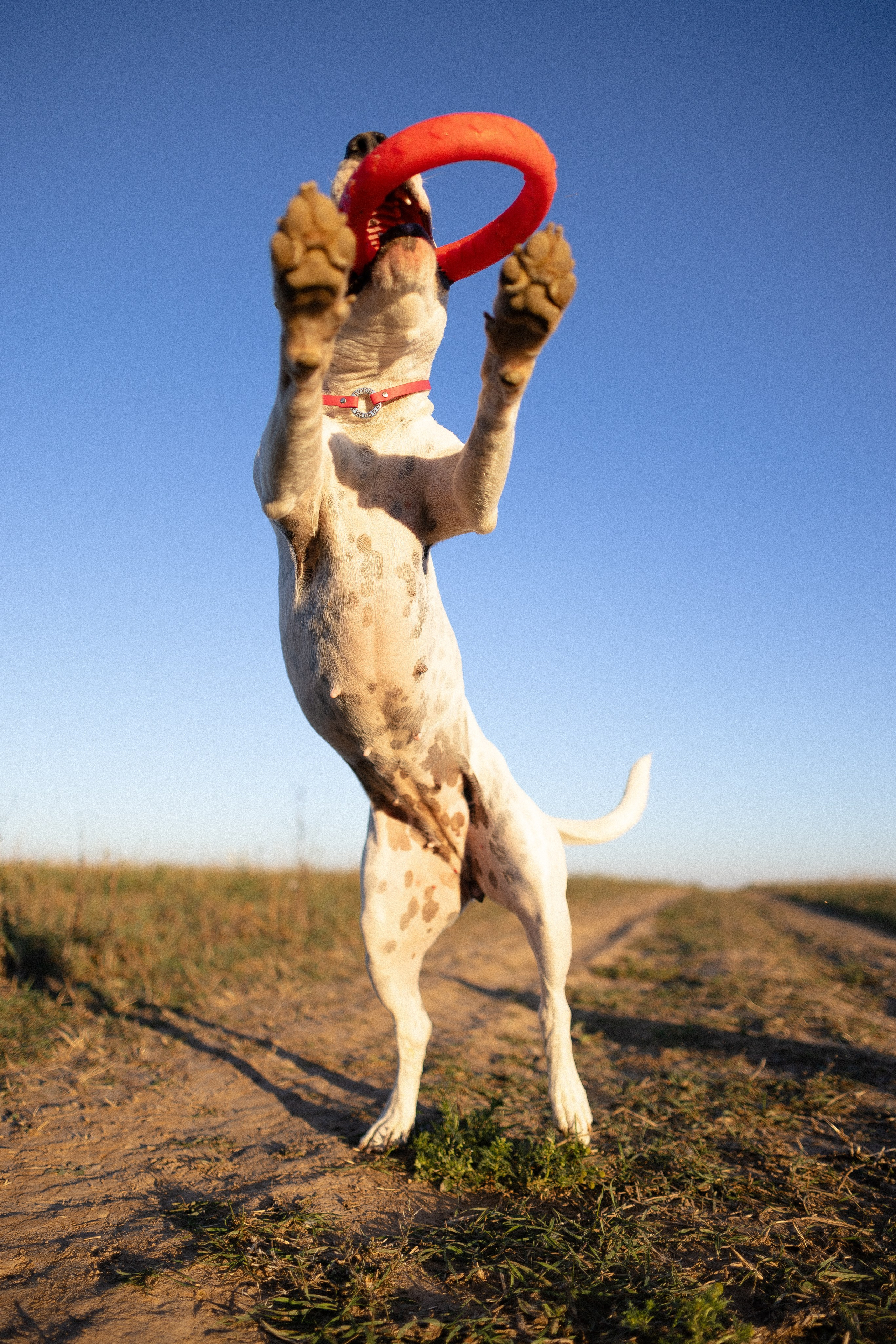 Женя, Афра и Молли. Фотограф и видеограф анималист Аганина Дарья