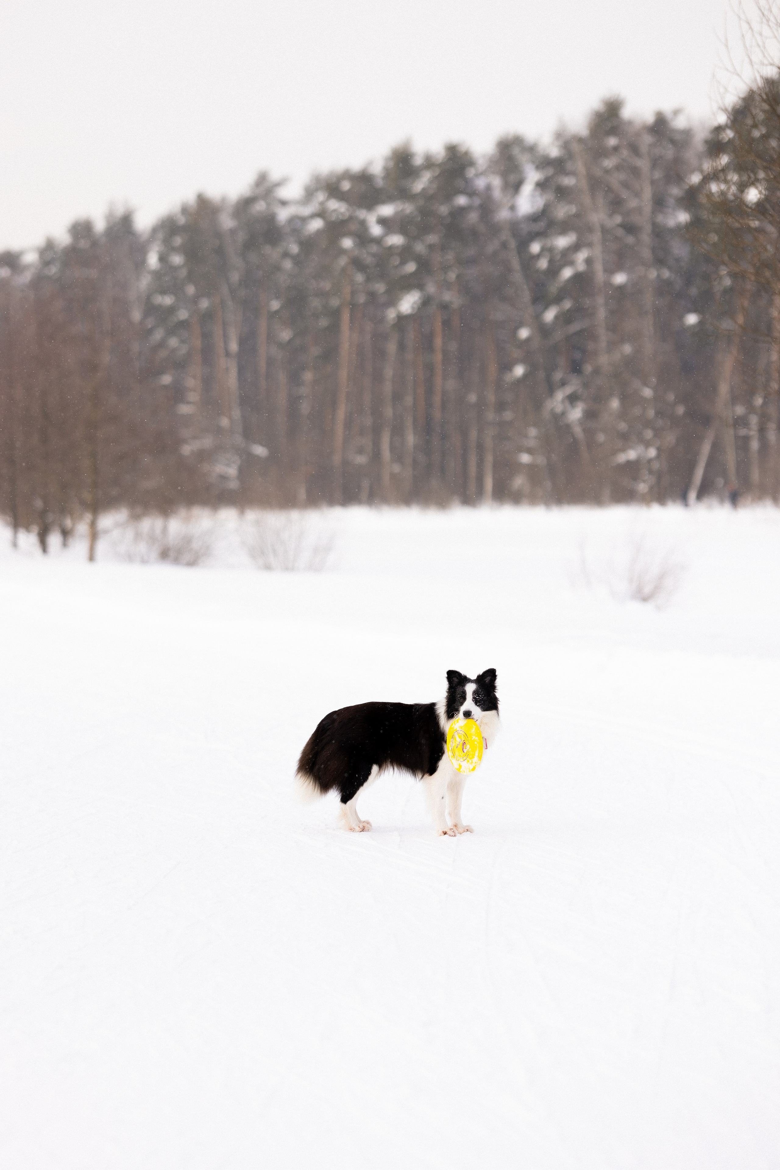 Лилия, Алексей и Ариана. Фотограф и видеограф анималист Аганина Дарья