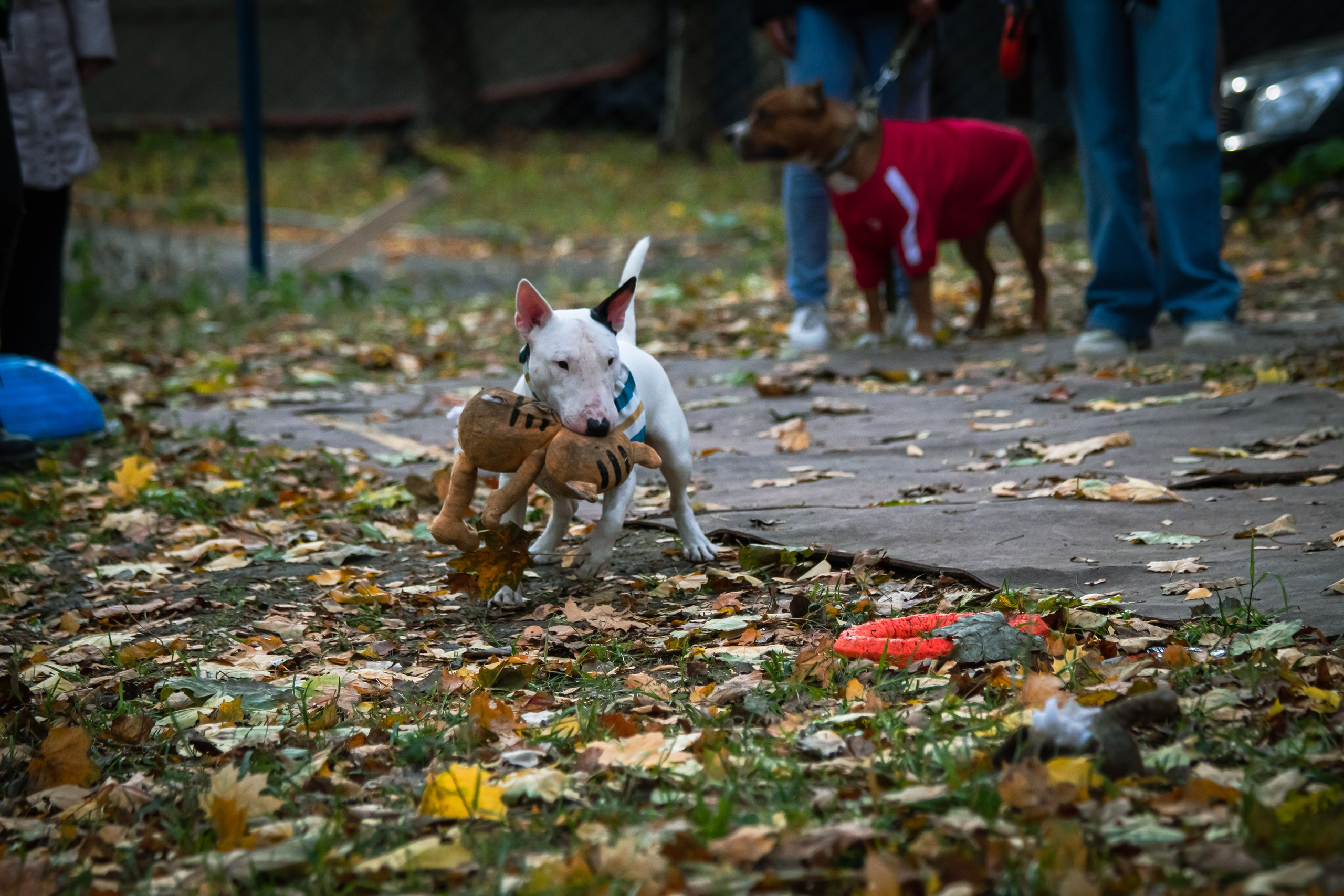 Костюмированный парад собак. Фотограф анималист — Тула, Москва