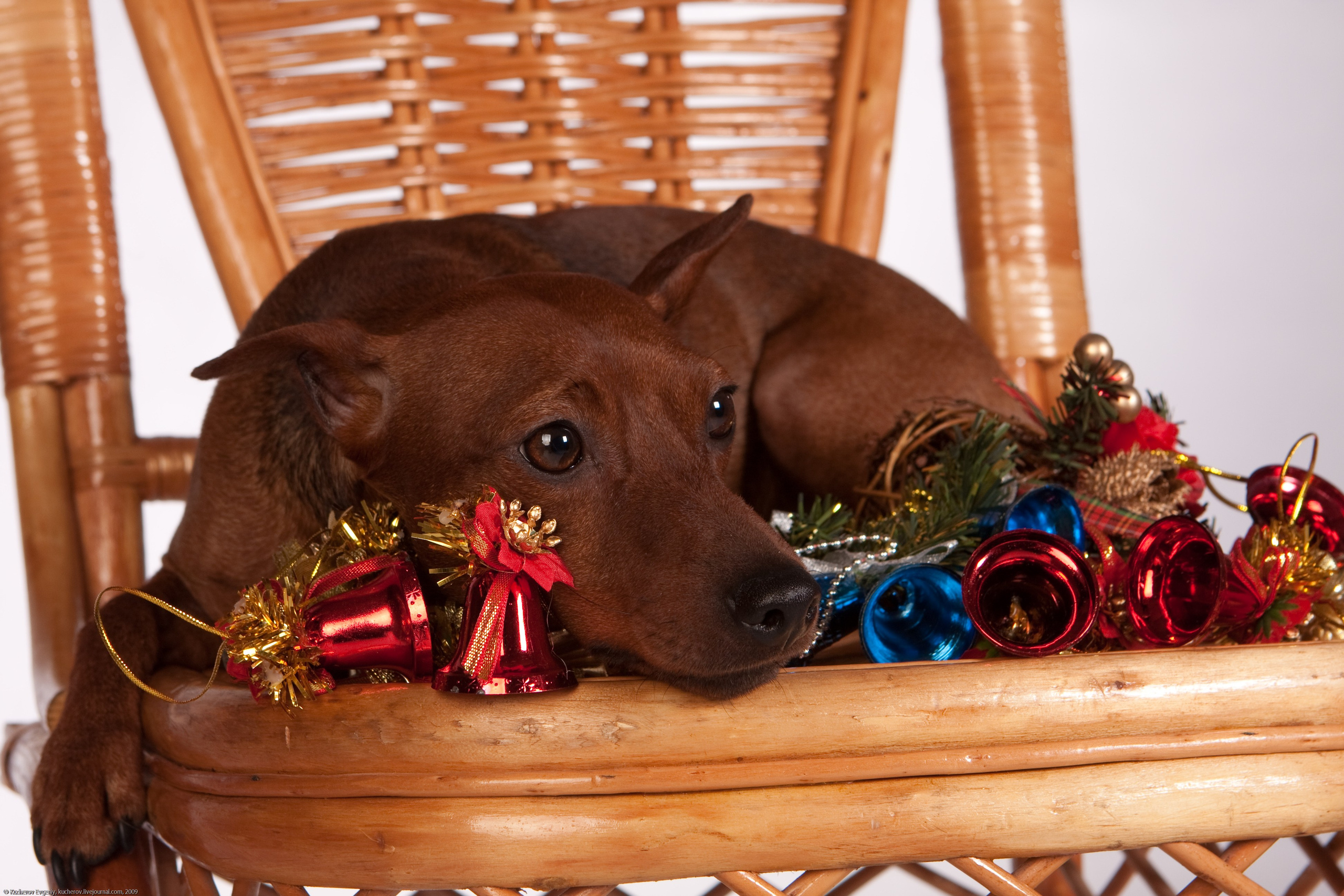 Собачки в студии. Кучеров Евгений. Фотограф