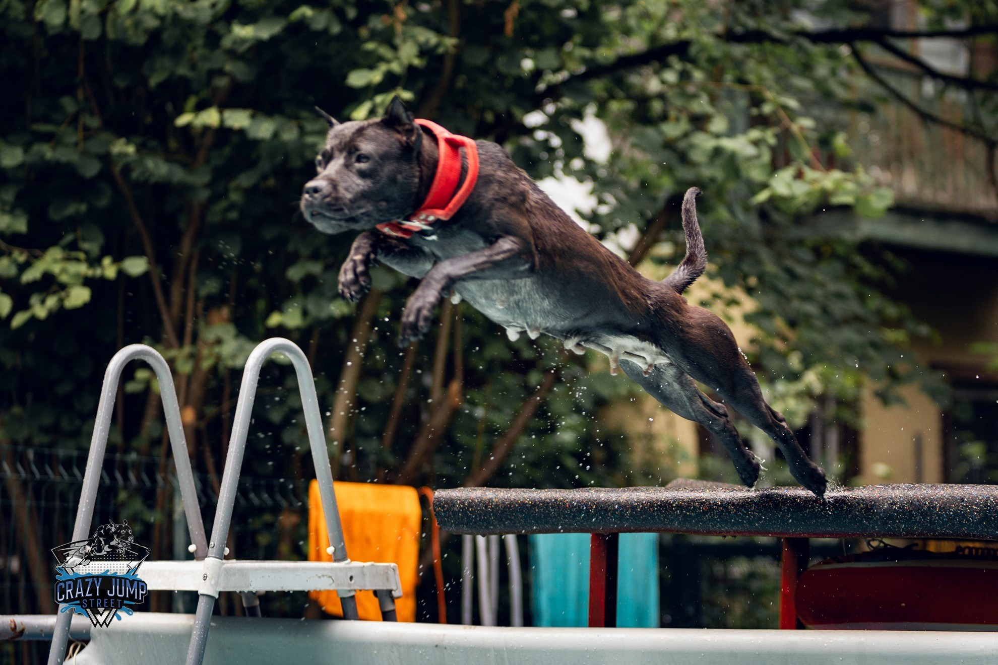 Собаки, спорт, Док дайвинг. Свадебный и репортажный фотограф в Москве и Московской области