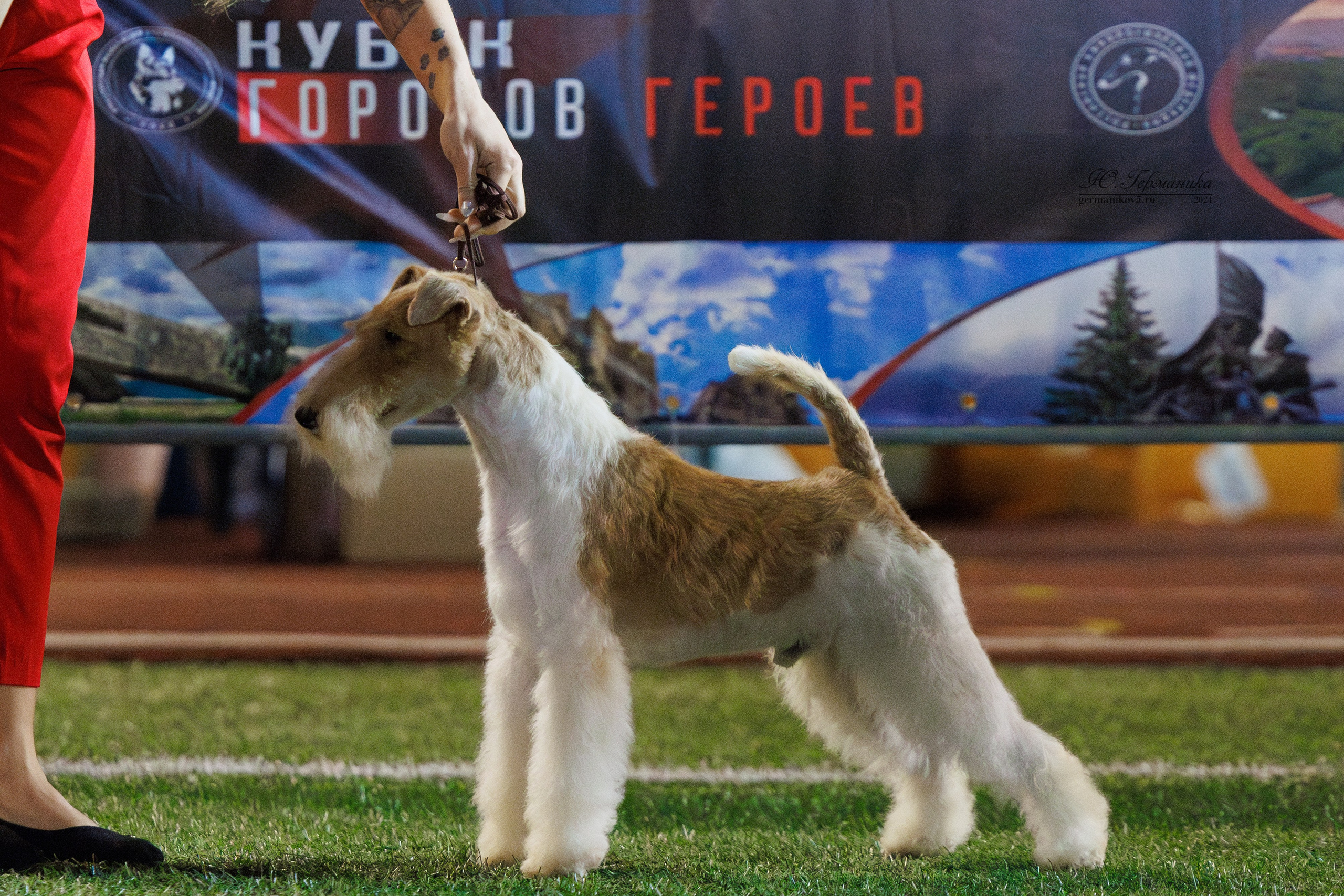 Волгоград 2-4.08.2024. Фотограф-анималист Юлия Германика
