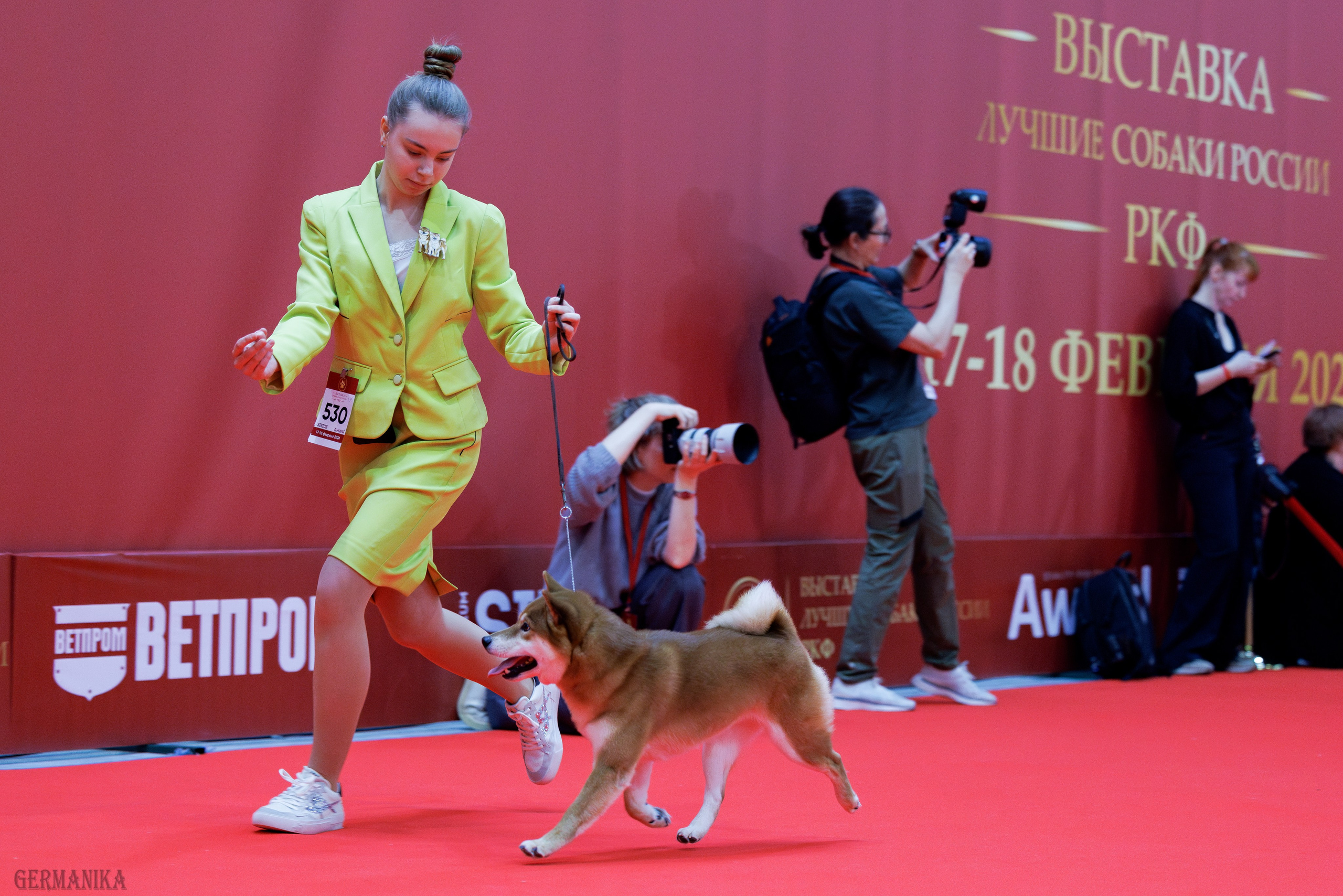 Лучшие Собаки России 17-18.02.2024. Фотограф-анималист Юлия Германика
