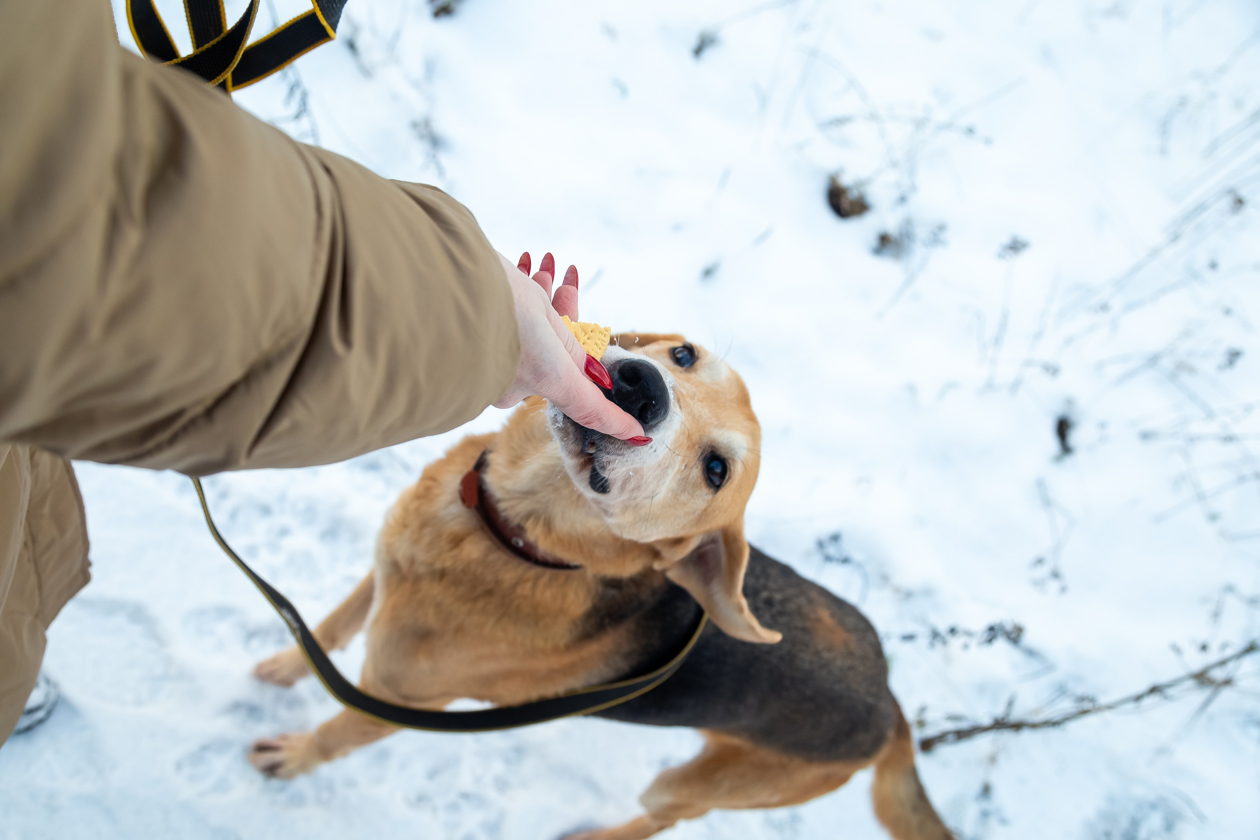 Petshop Забота. Фотограф в Санкт-Петербурге Чумаков Семен