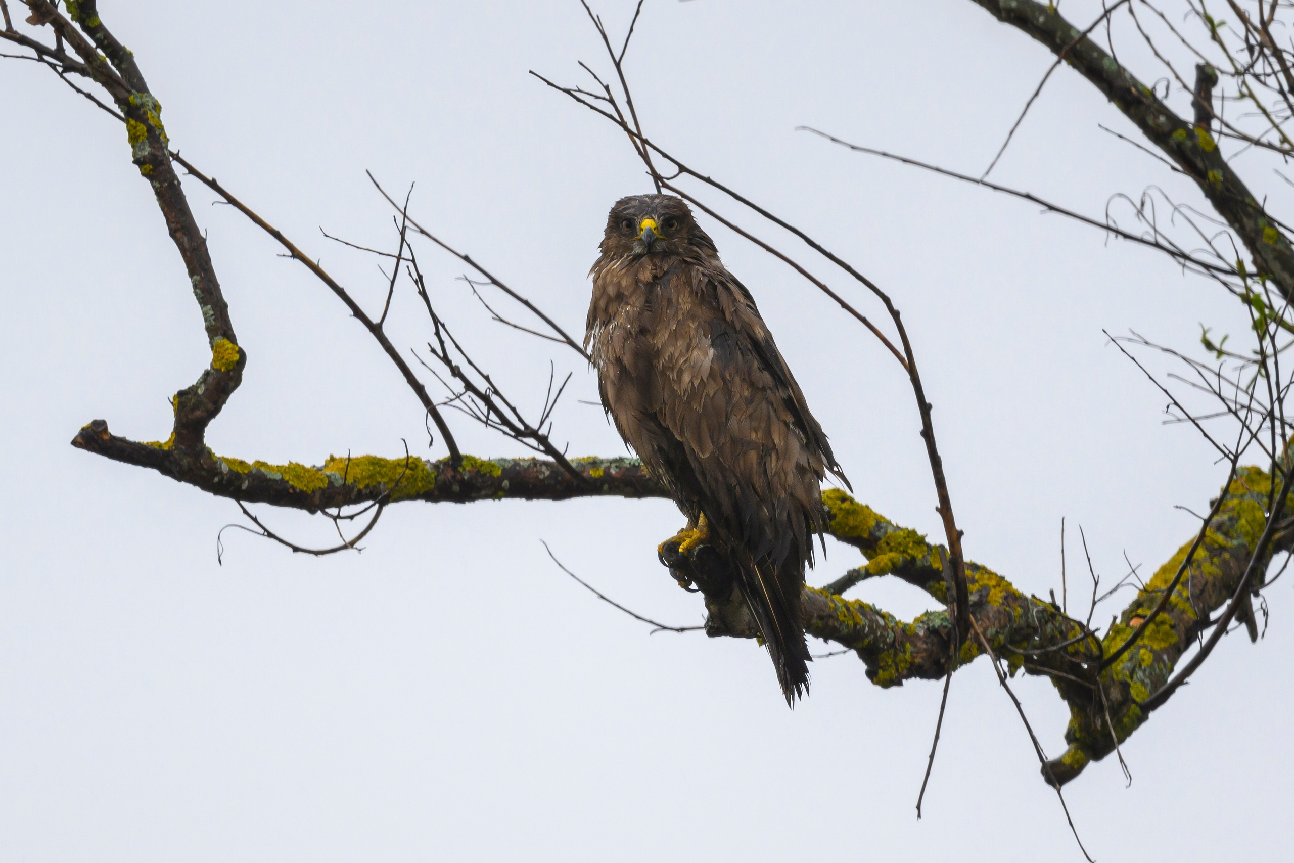 Дождь. Wildlife photography by Sergey Puponin