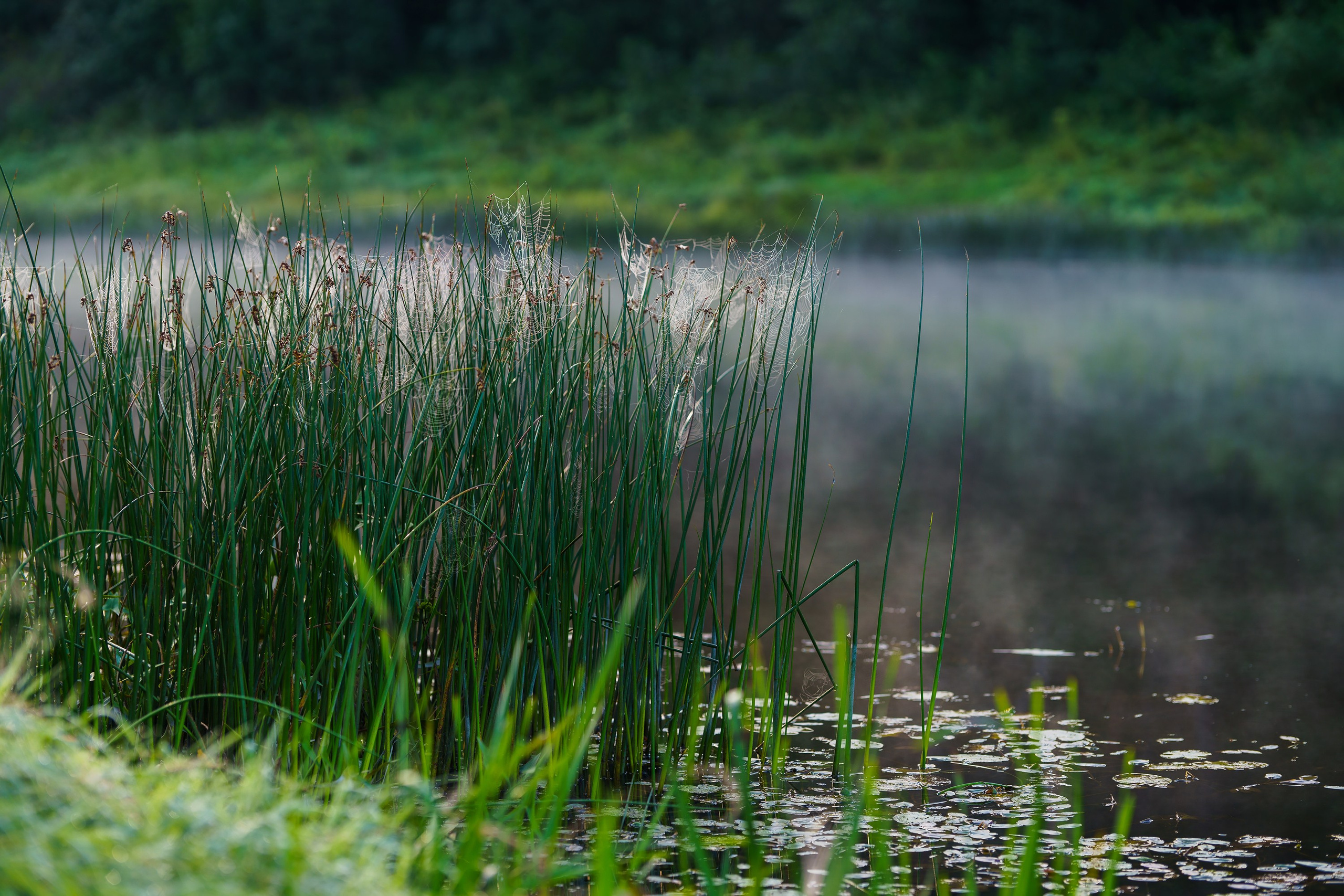 Фотографии Национальный парк Угра. Фотограф спортивные события, недвижимость, турбизнес