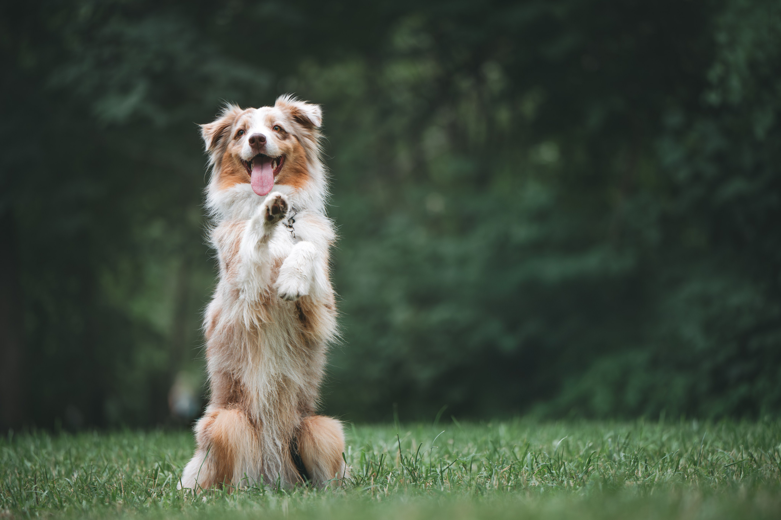 Аусси. Фотограф Анималист в Москве Анастасия Жучкова