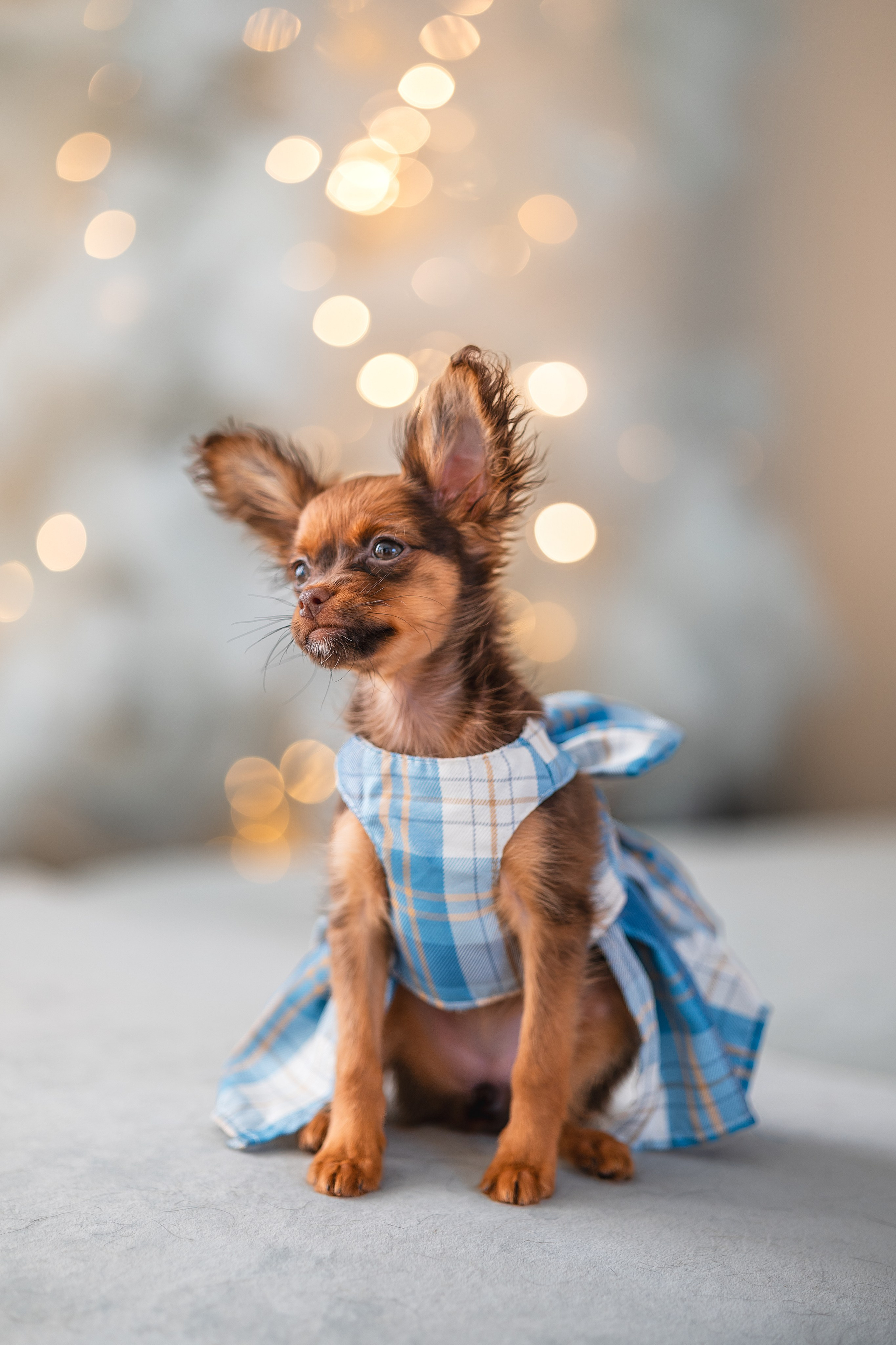 Малыши Той Терьер. Фотограф Анималист в Москве Анастасия Жучкова