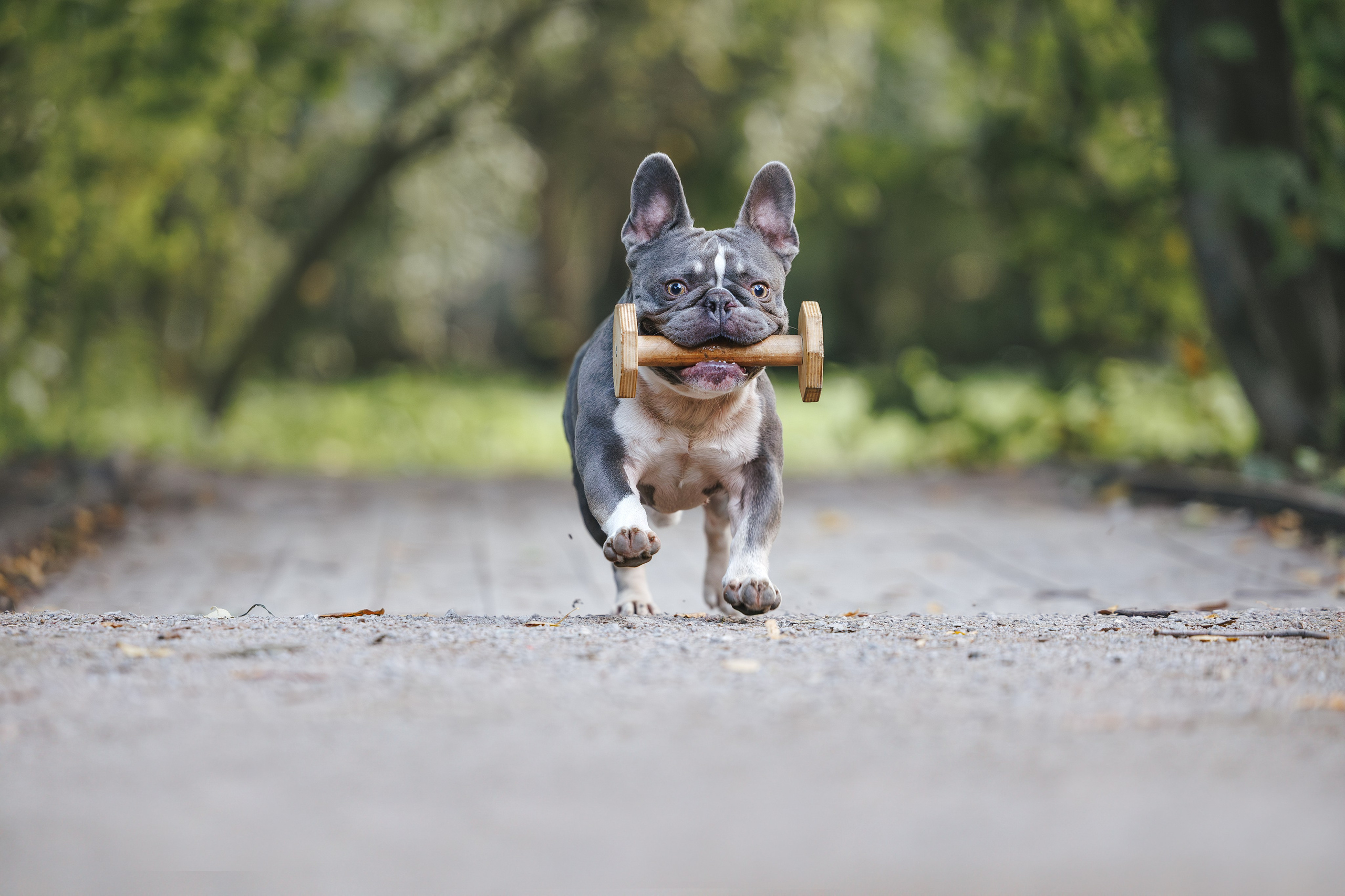 Французский Бульдог в Воронцовском парке (в обработке). Фотограф Анималист в Москве Анастасия Жучкова
