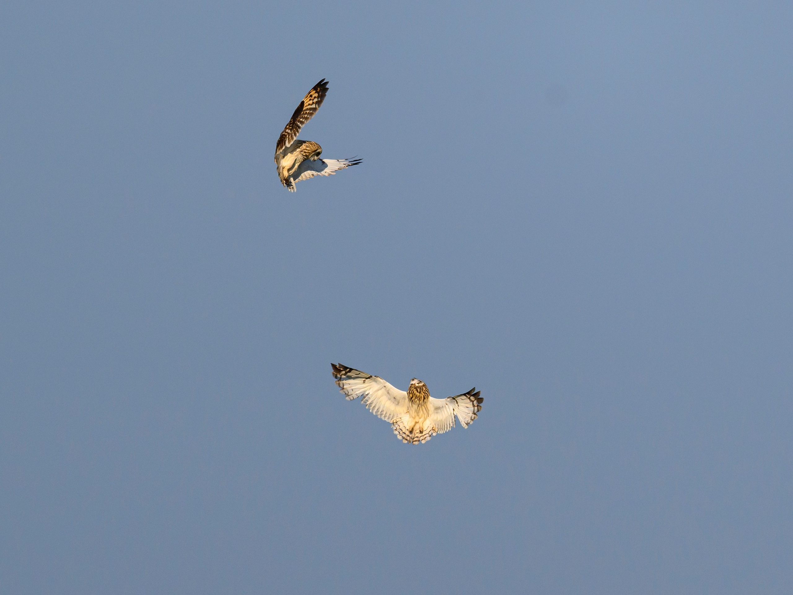Совы делят территорию. Фотограф Сергей Пупонин