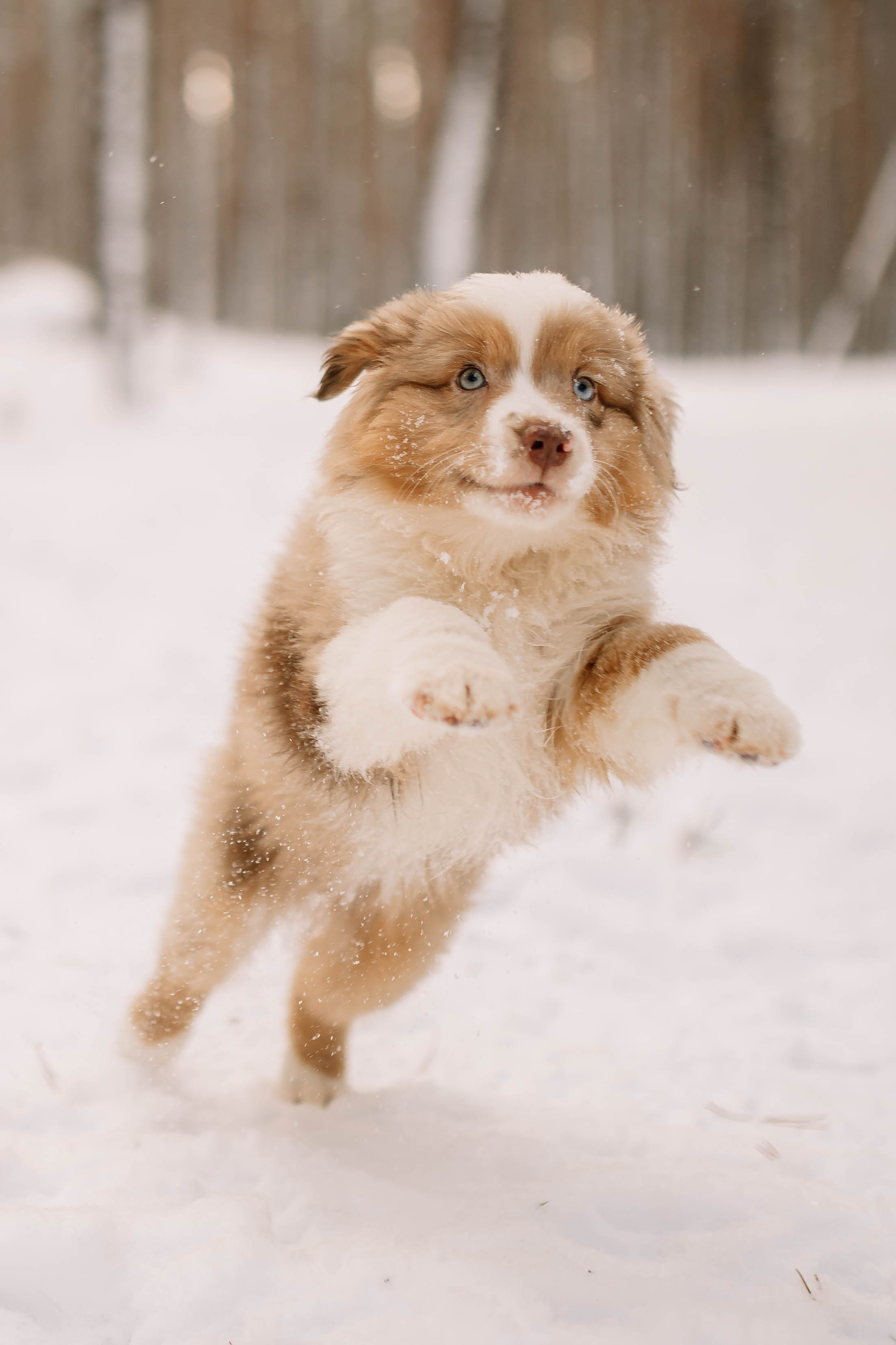 Щенки Миниатюрной американской овчарки. Прогулка в лесу. Фотограф Александра Кузнецова