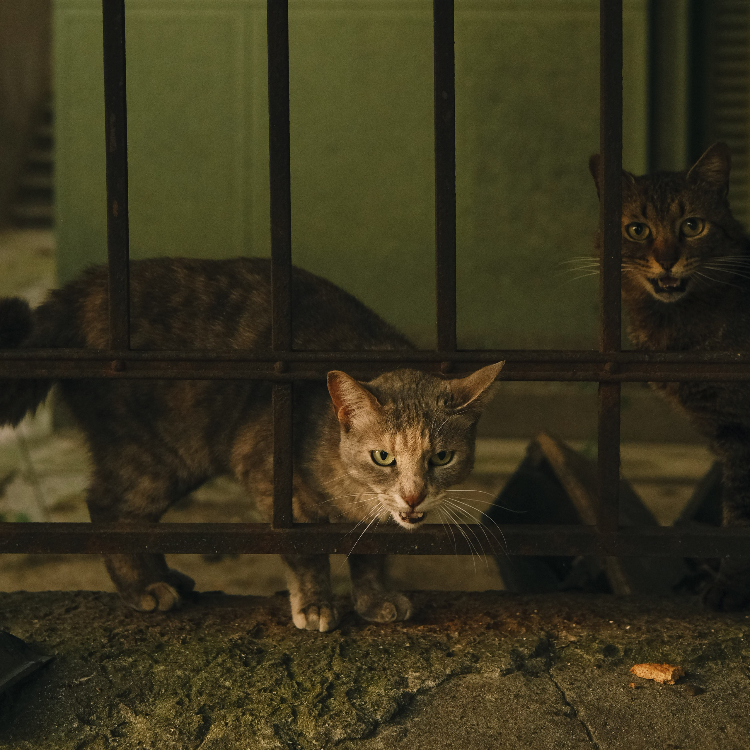 Animals. Sasha Shu — retoucher and photographer