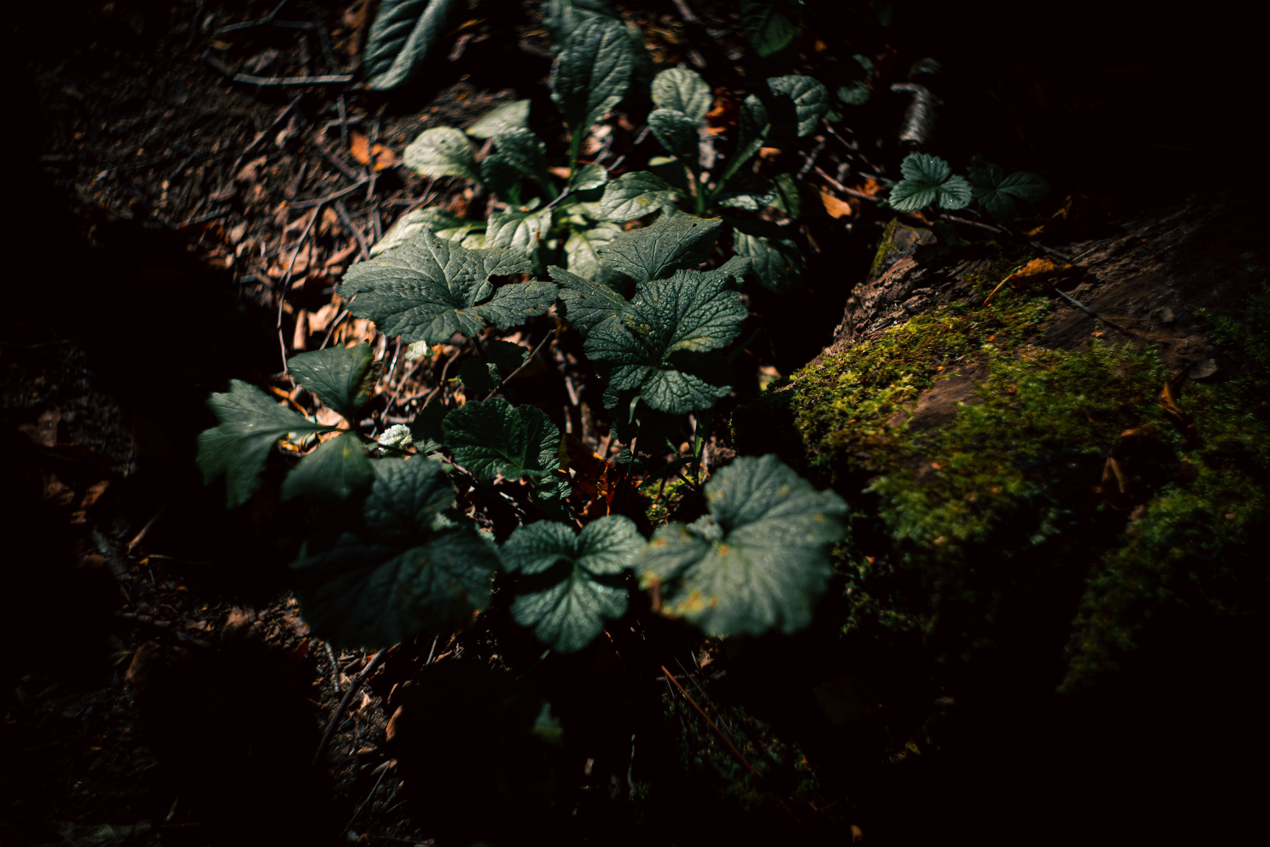 Сентябрь 2024. Efremovaphoto.ru