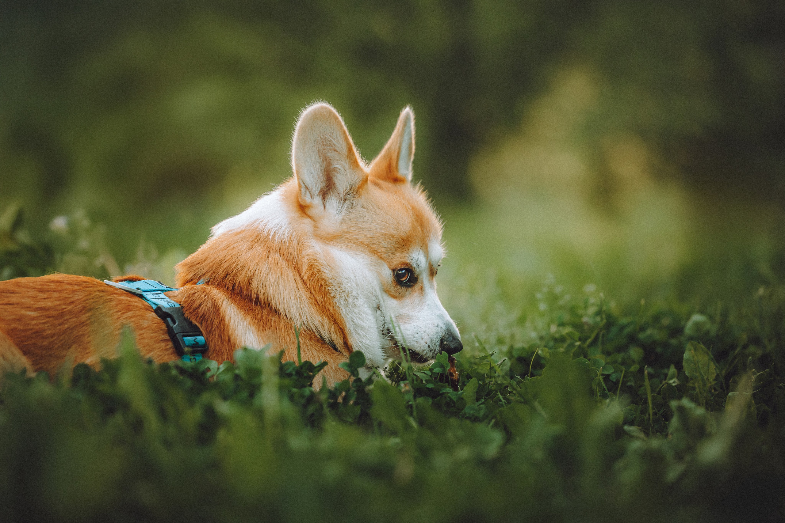 Вирджик и его семья