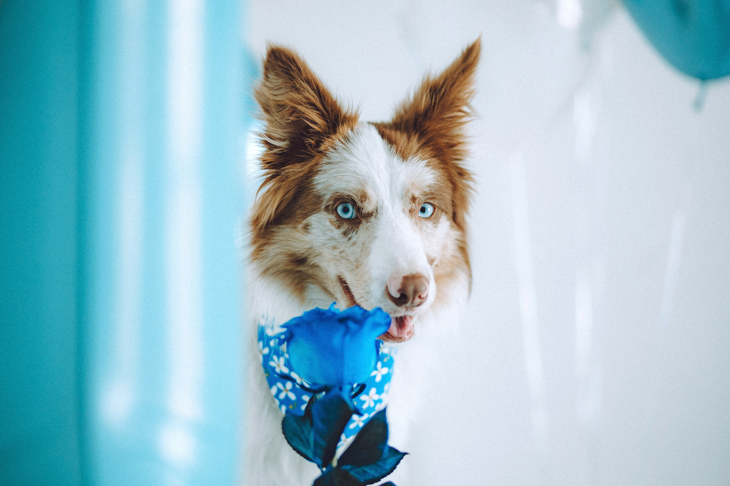 День рождения Айко