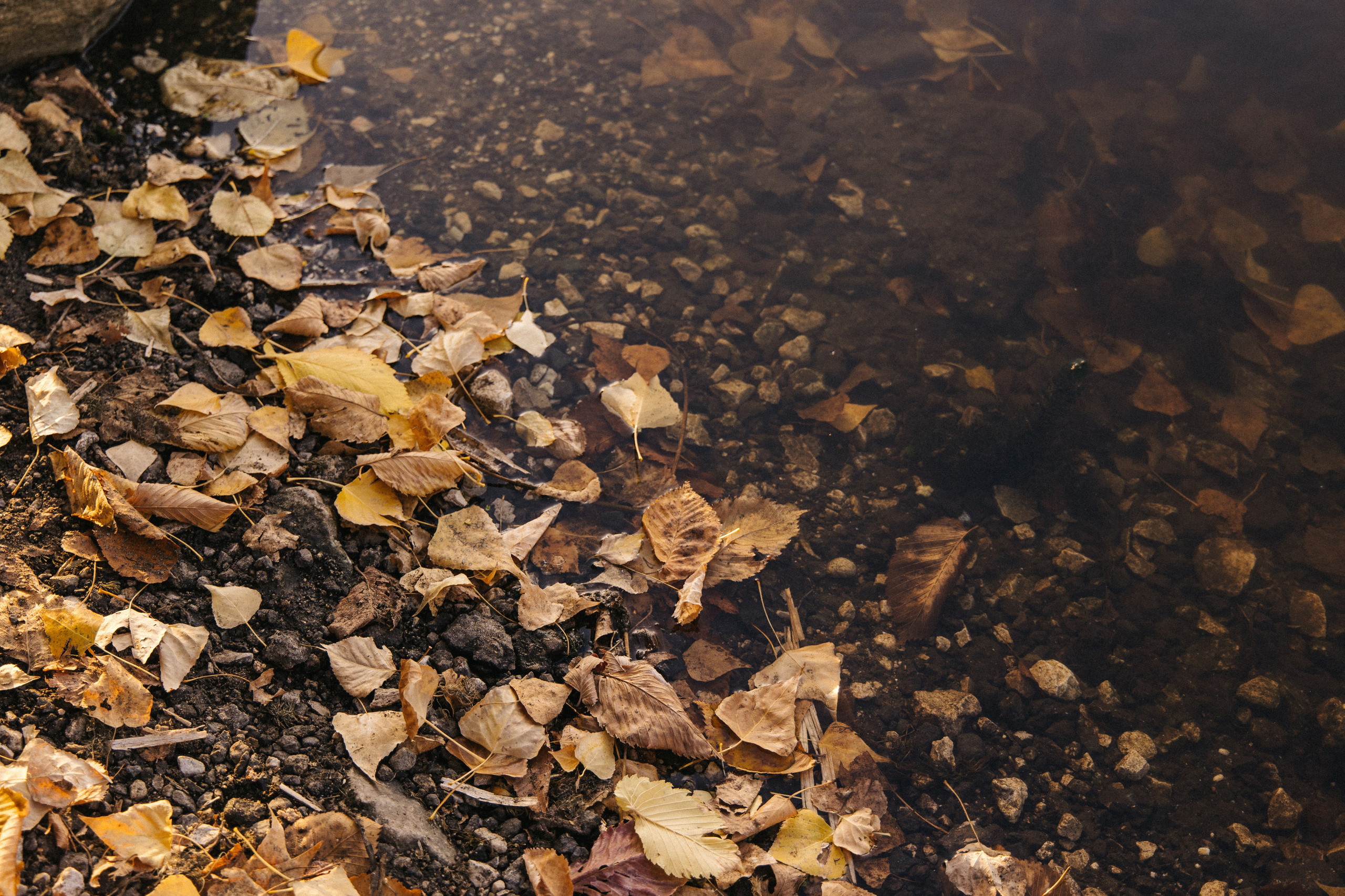 Дыхание осени. Свадебный и семейный фотограф в Самаре Посконнова Анна
