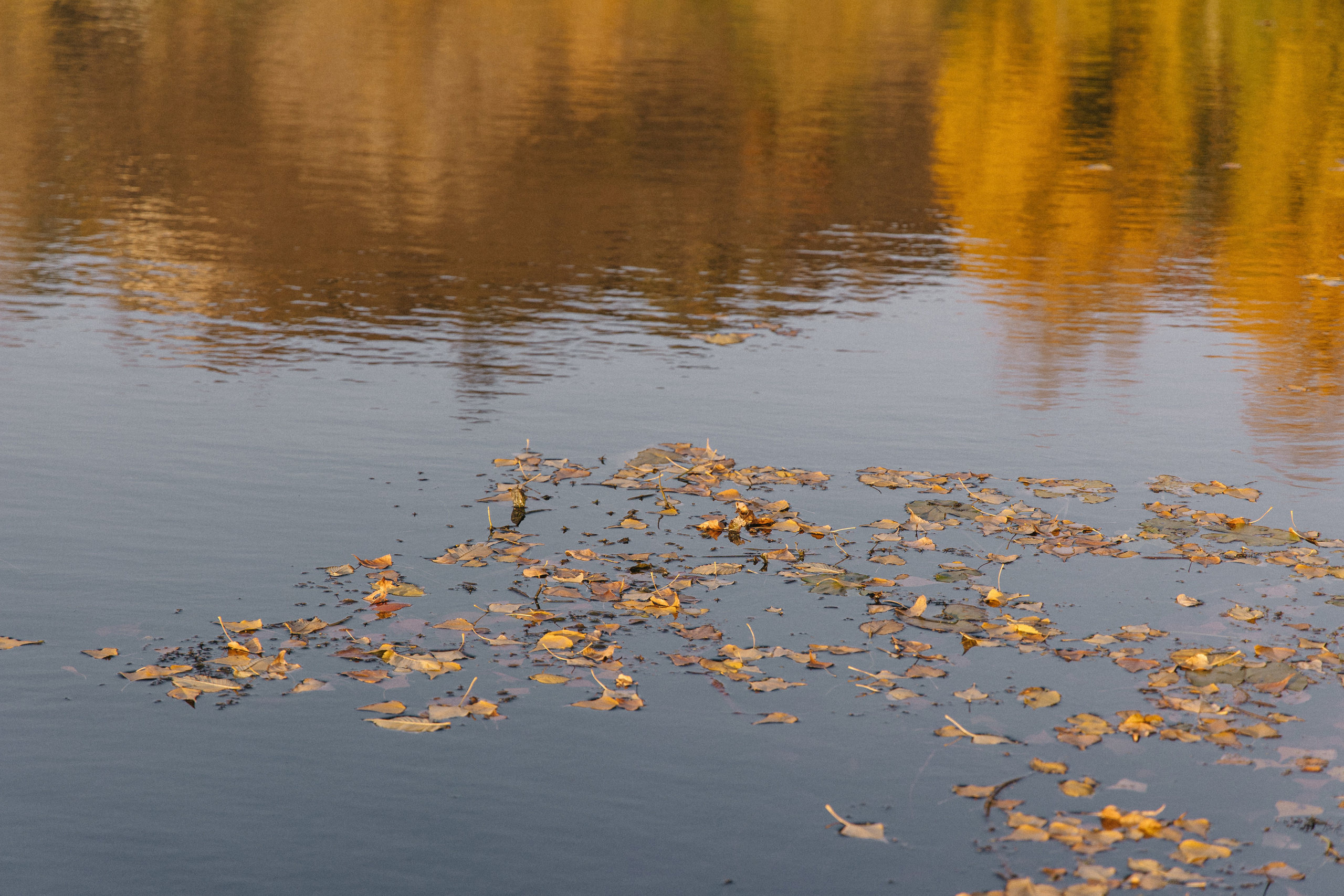 Дыхание осени. Свадебный и семейный фотограф в Самаре Посконнова Анна