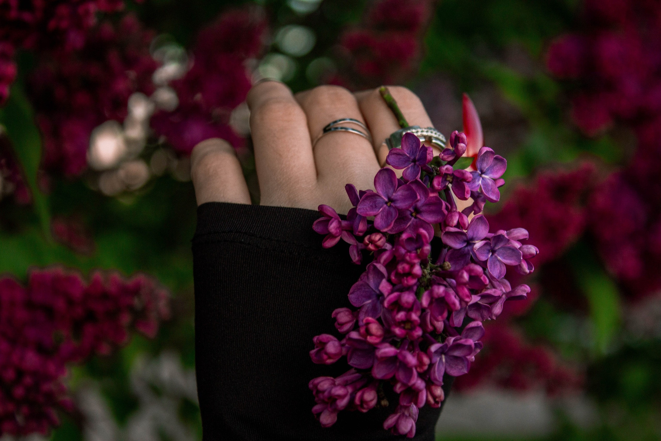 Сирень. Карпогоры, Санкт-Петербург