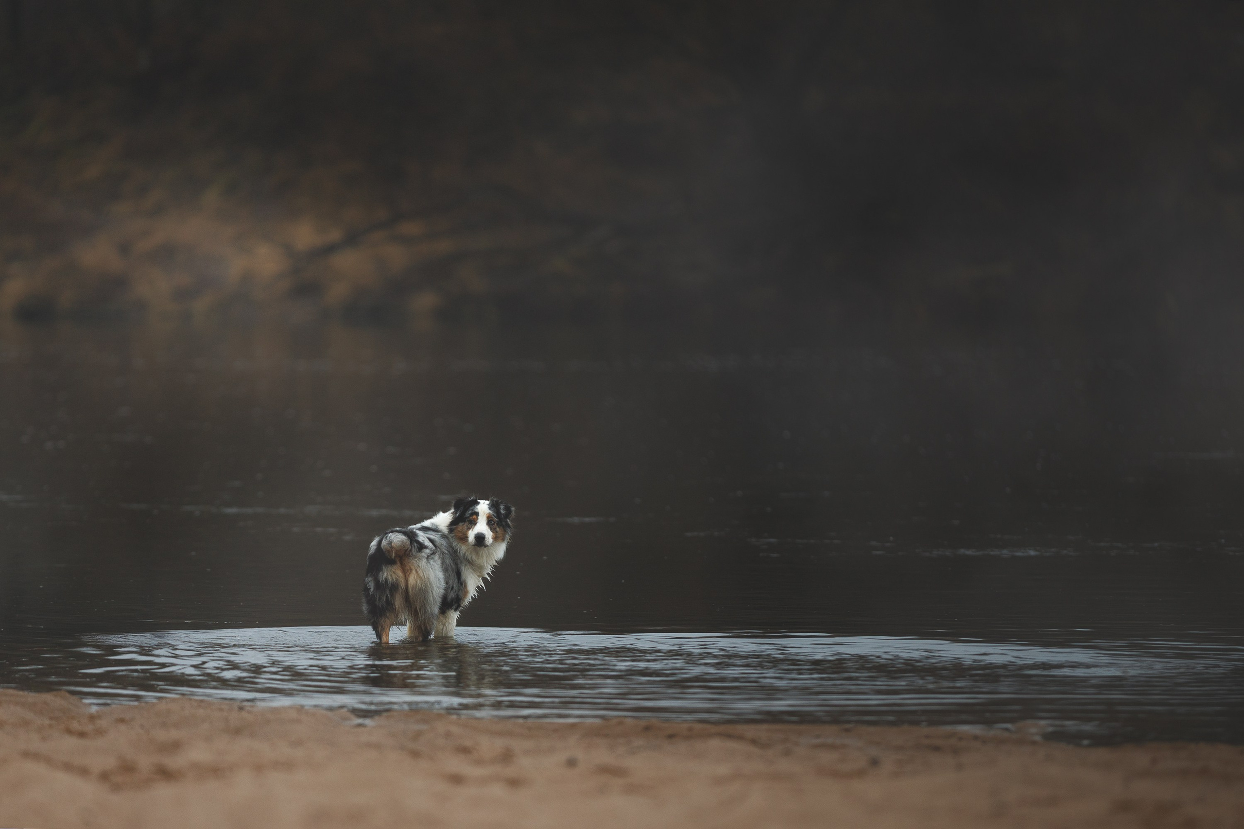 На природе и в городе. Фотограф-анималист в Калуге Мария Шерскова