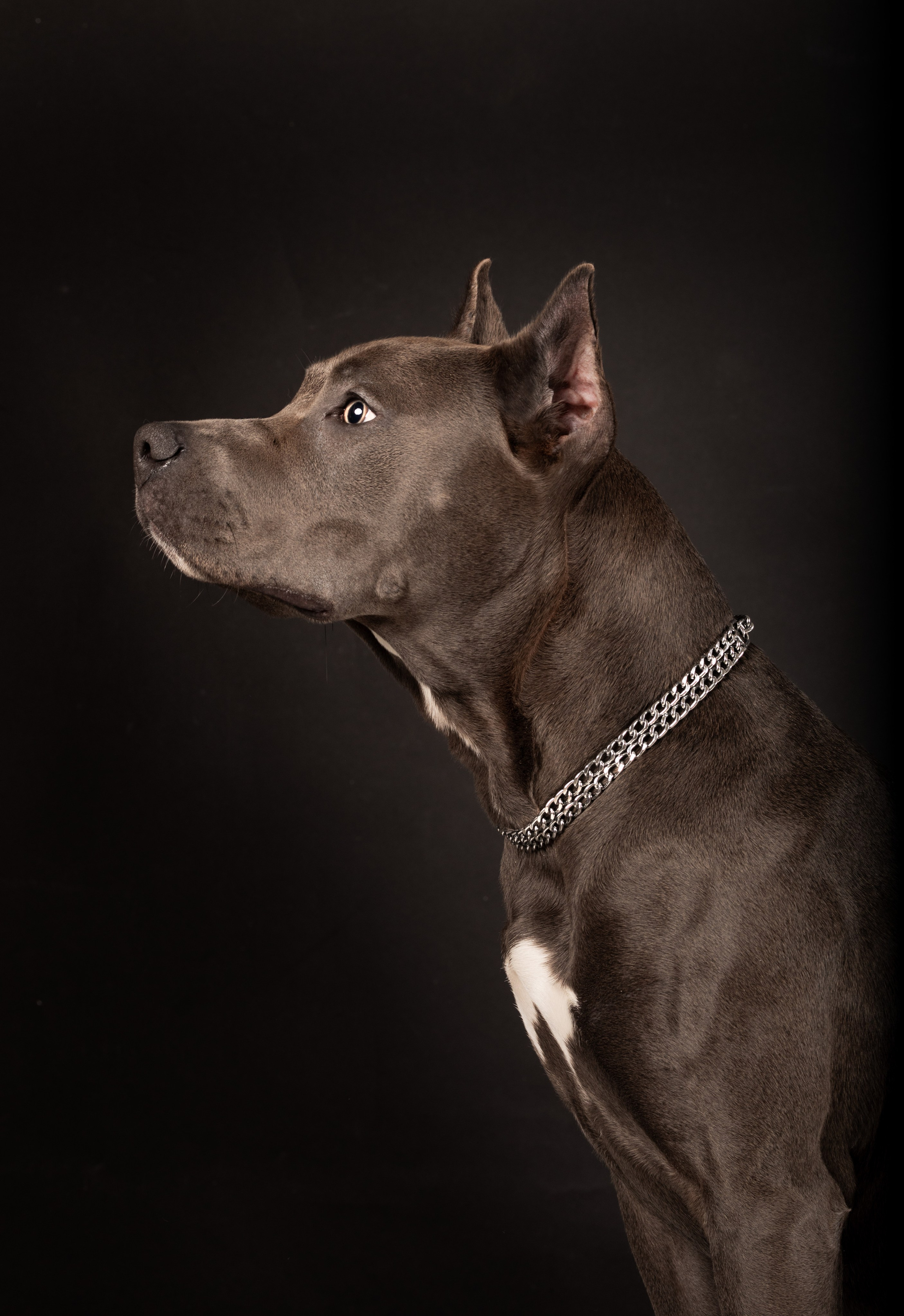 Студийные фотосъёмки. Фотограф-анималист Павлова Любовь