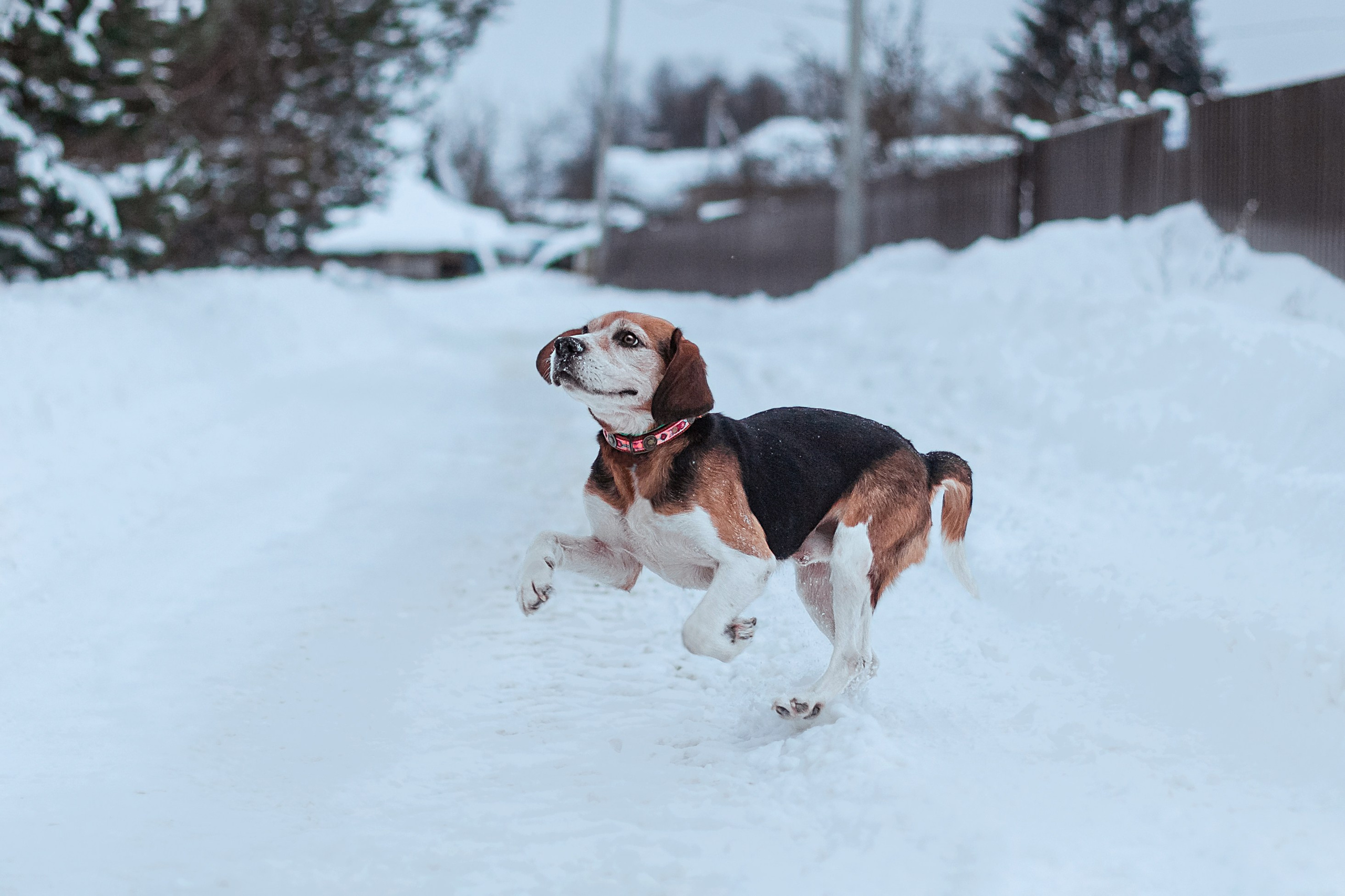 Дом для Биглей 2023. Фотограф-анималист Татьяна Степанова