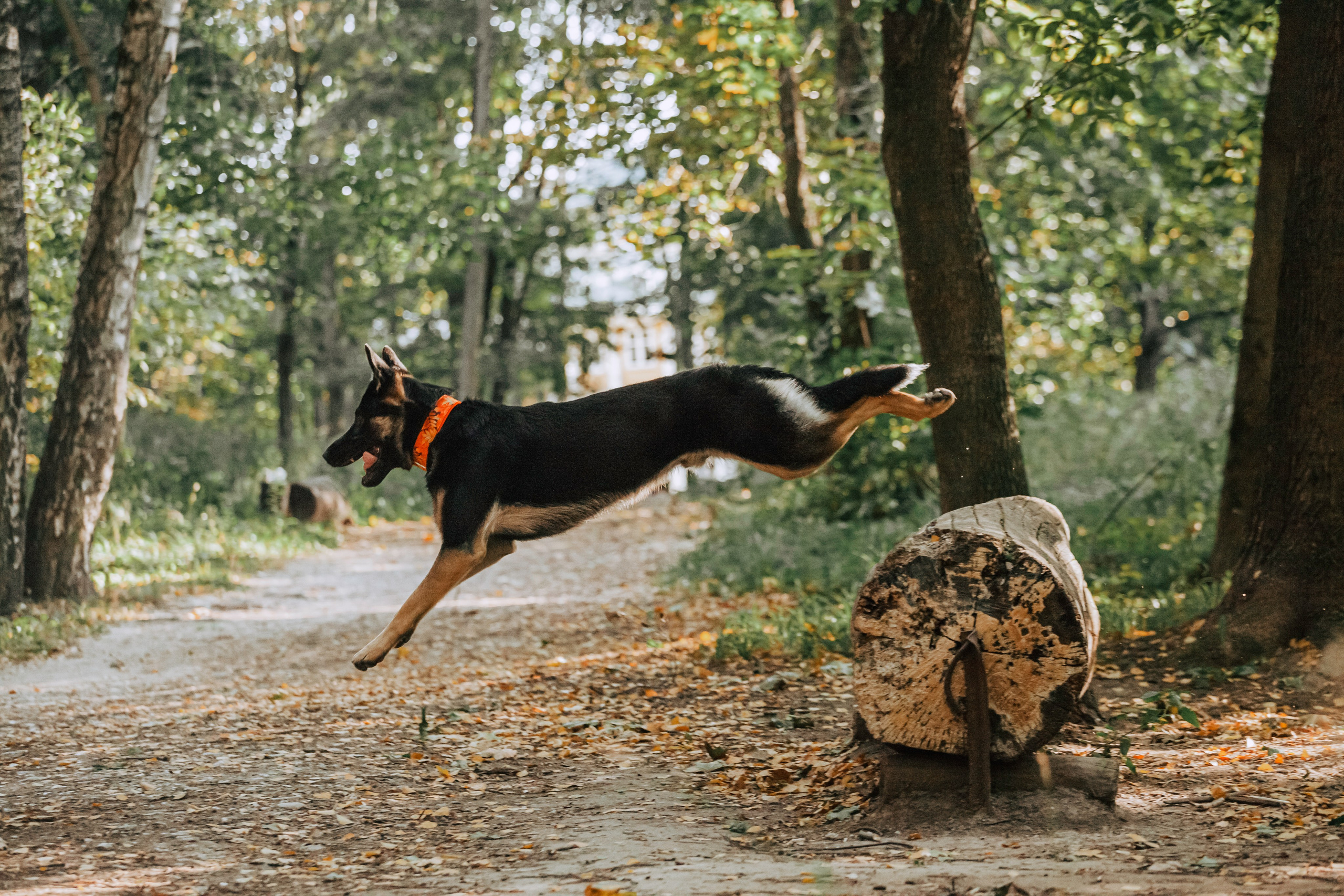 Илай. Фотограф-анималист Татьяна Степанова