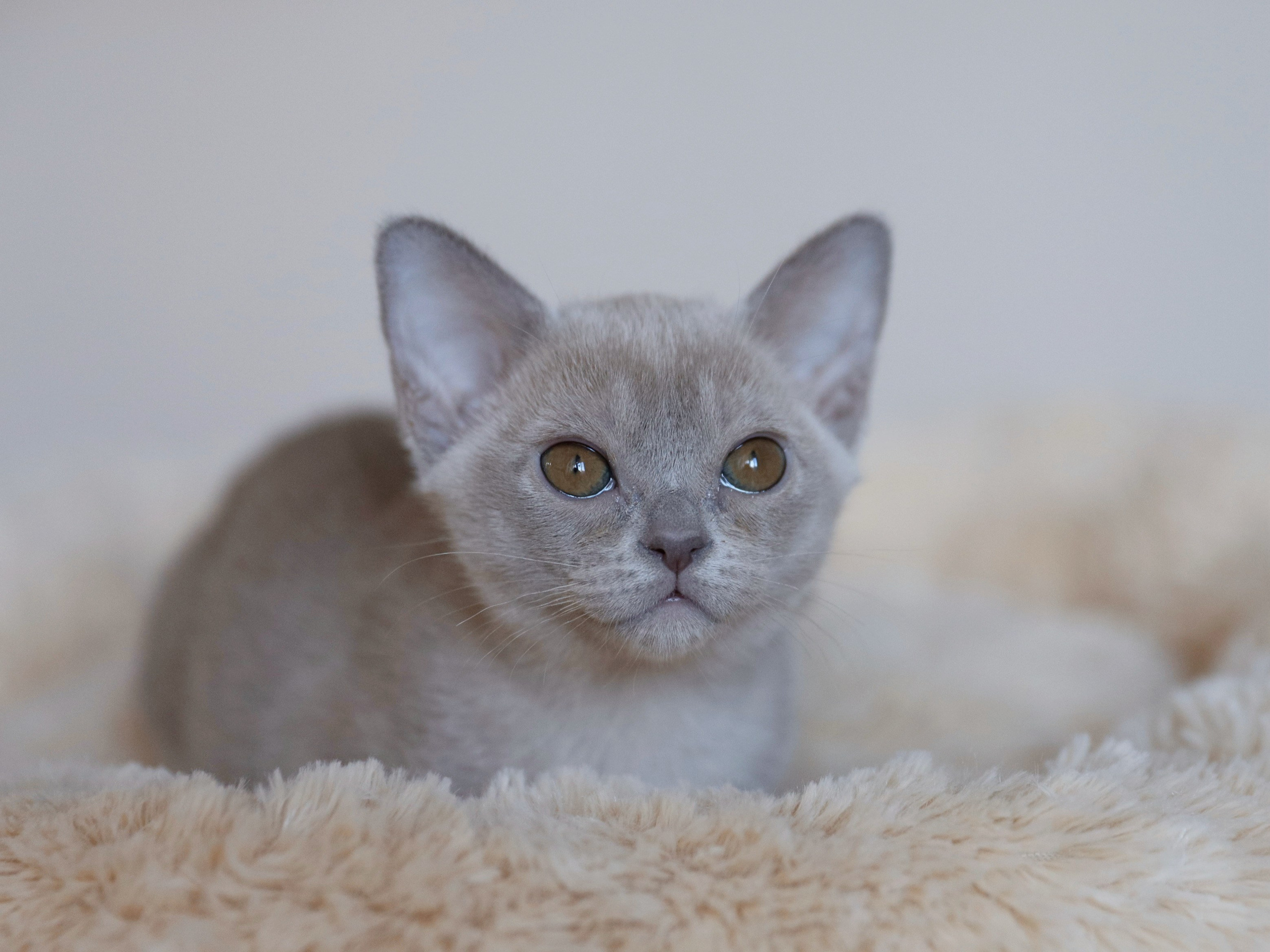 В. Питомник «Bouncy Life»