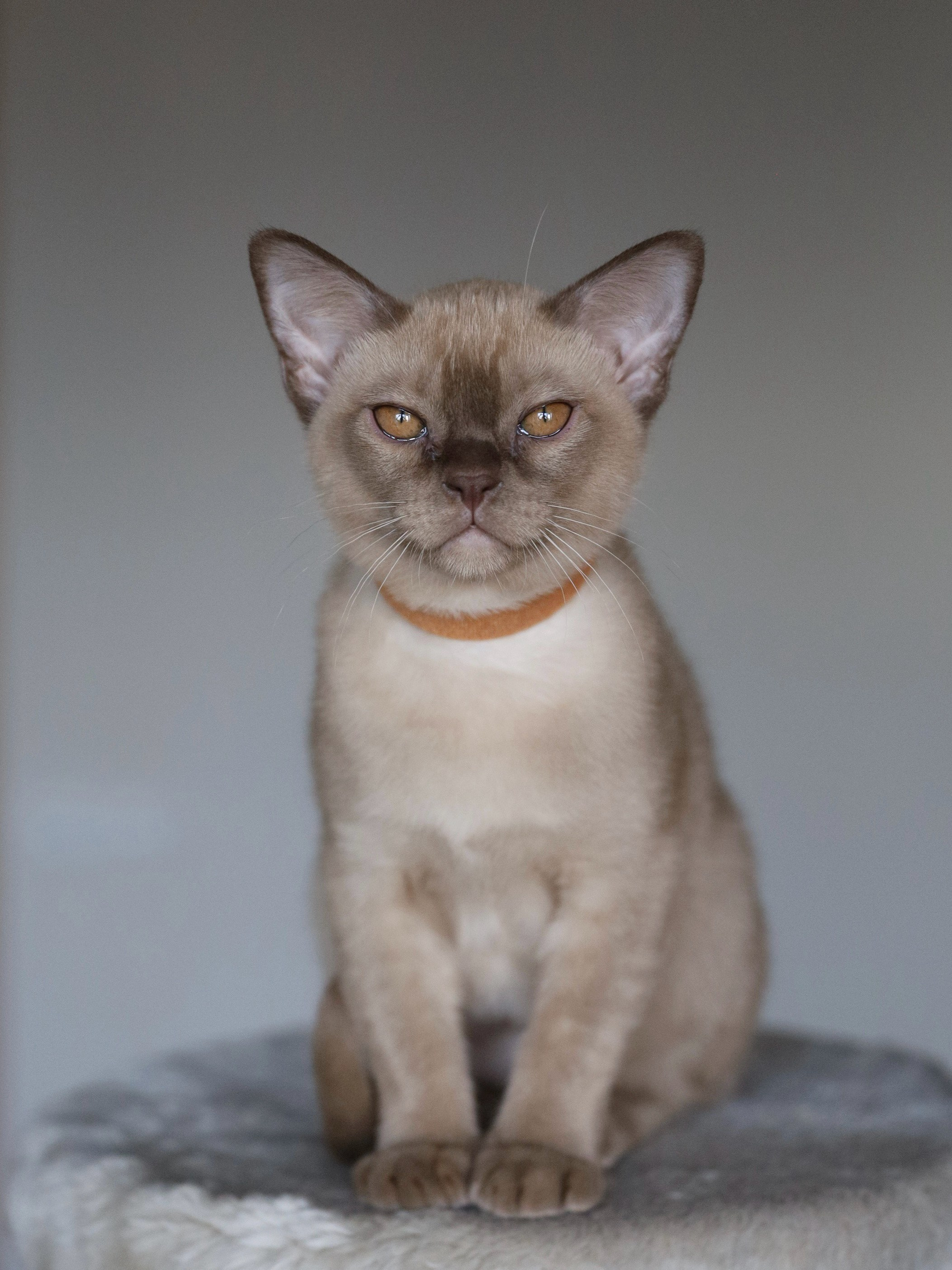 Casper. Питомник «Bouncy Life»