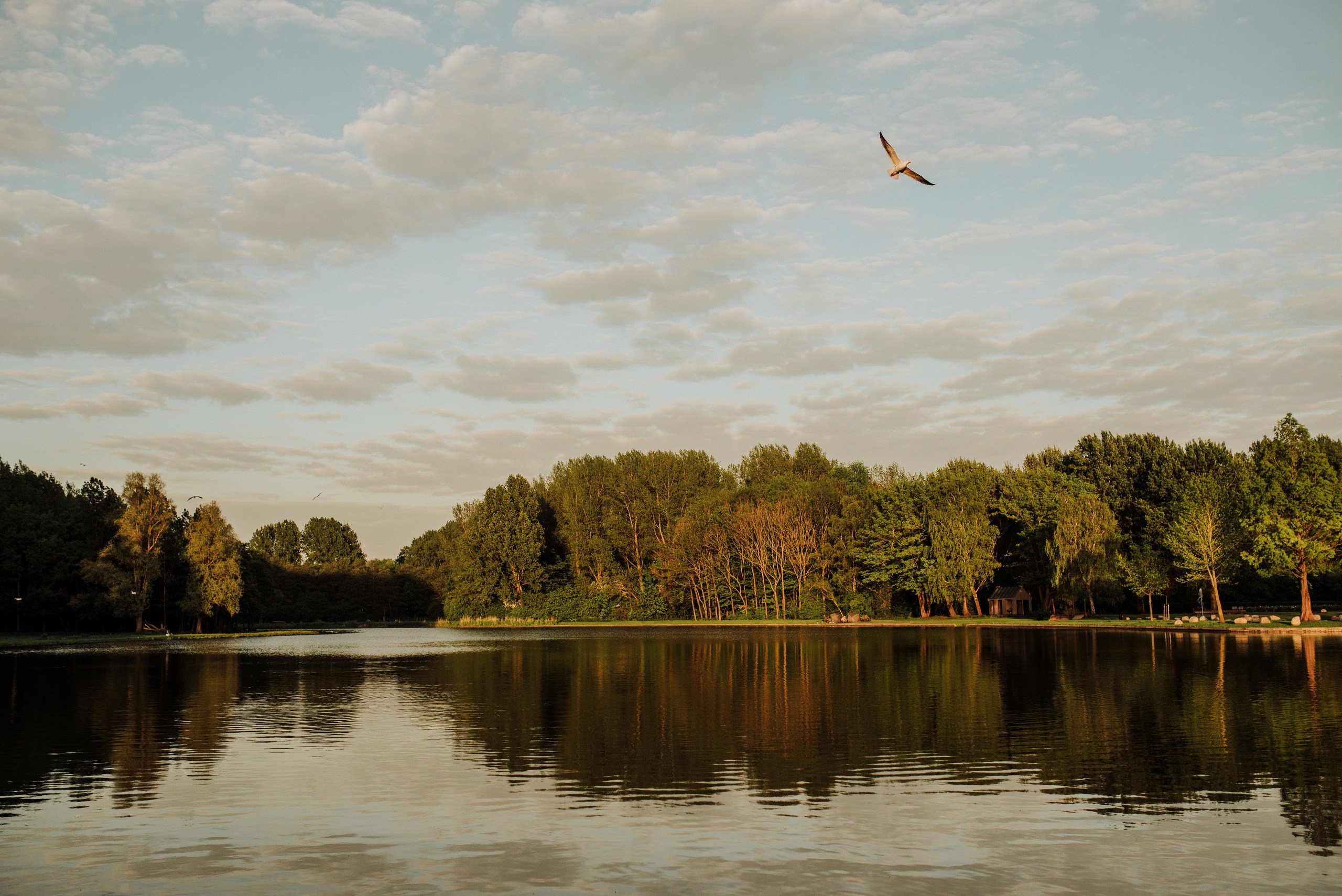 IZ_AMSTERDAMA_S_LUBOVU. Wedding photographer in Europe