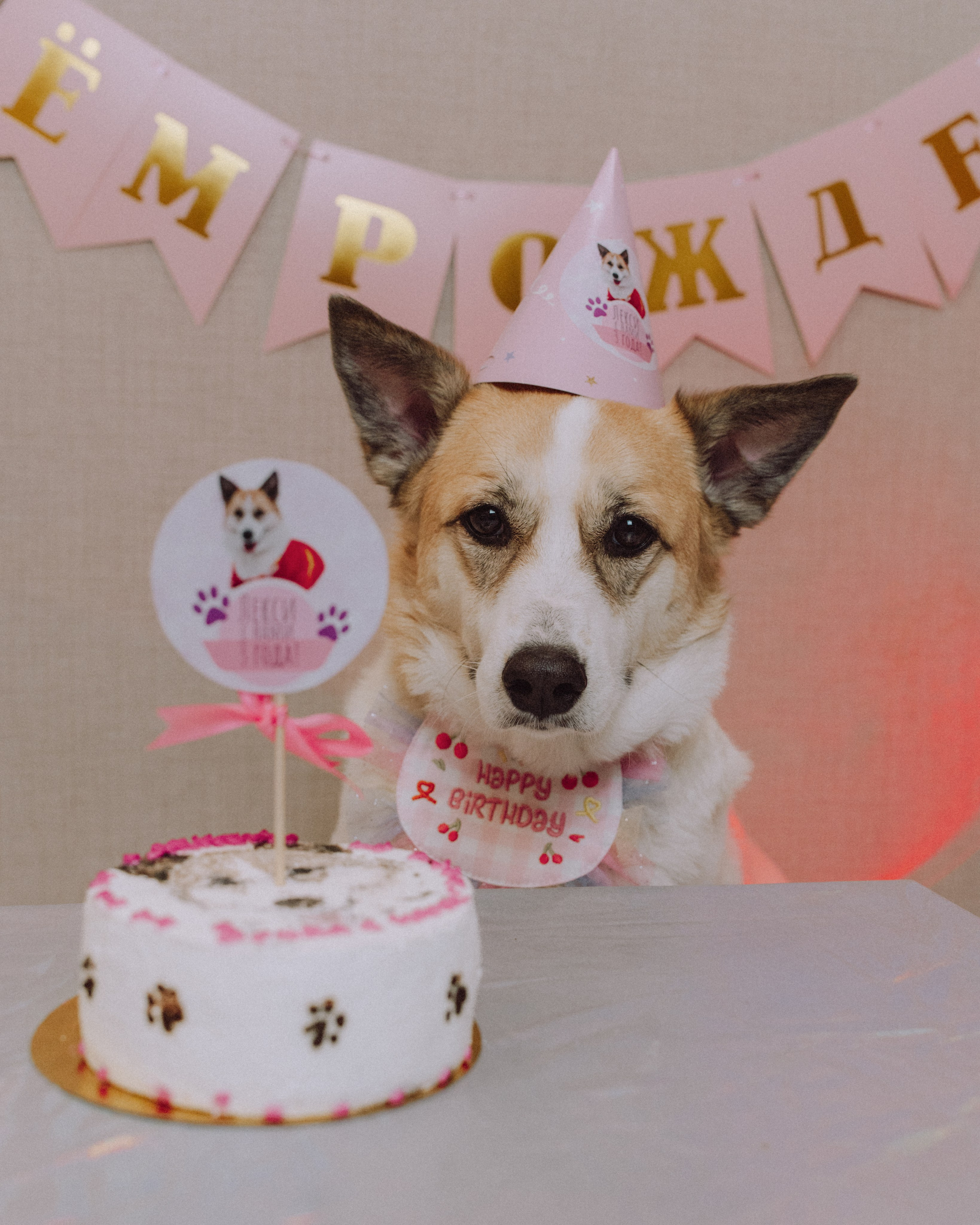 Животные. Фотограф Сочи-Краснодар