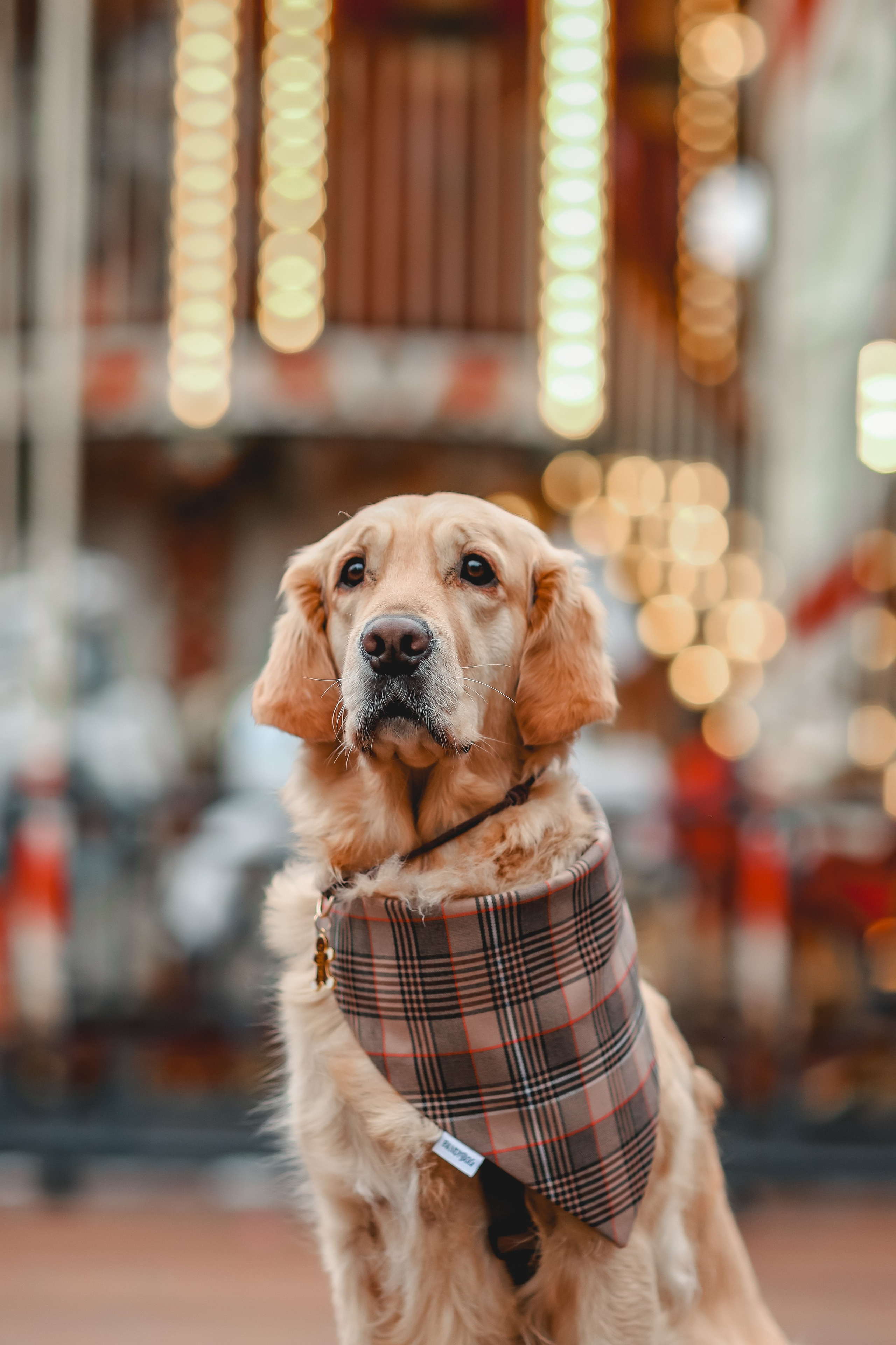 Марина и Чили. Семейный фотограф анималист Мария Крючкова