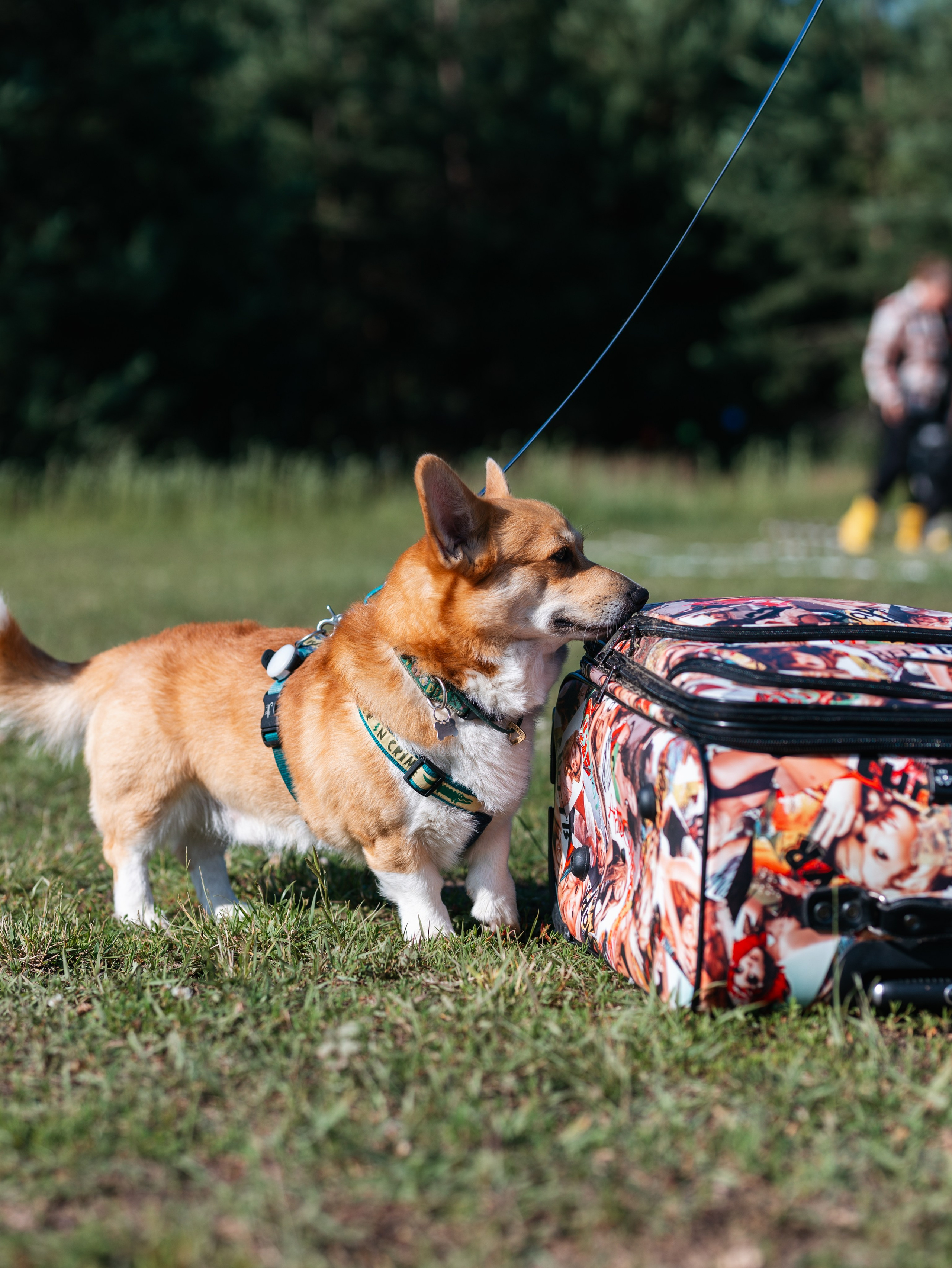 Лагерь ноузворк. Фотограф-анималист в Москве Кириллова Татьяна
