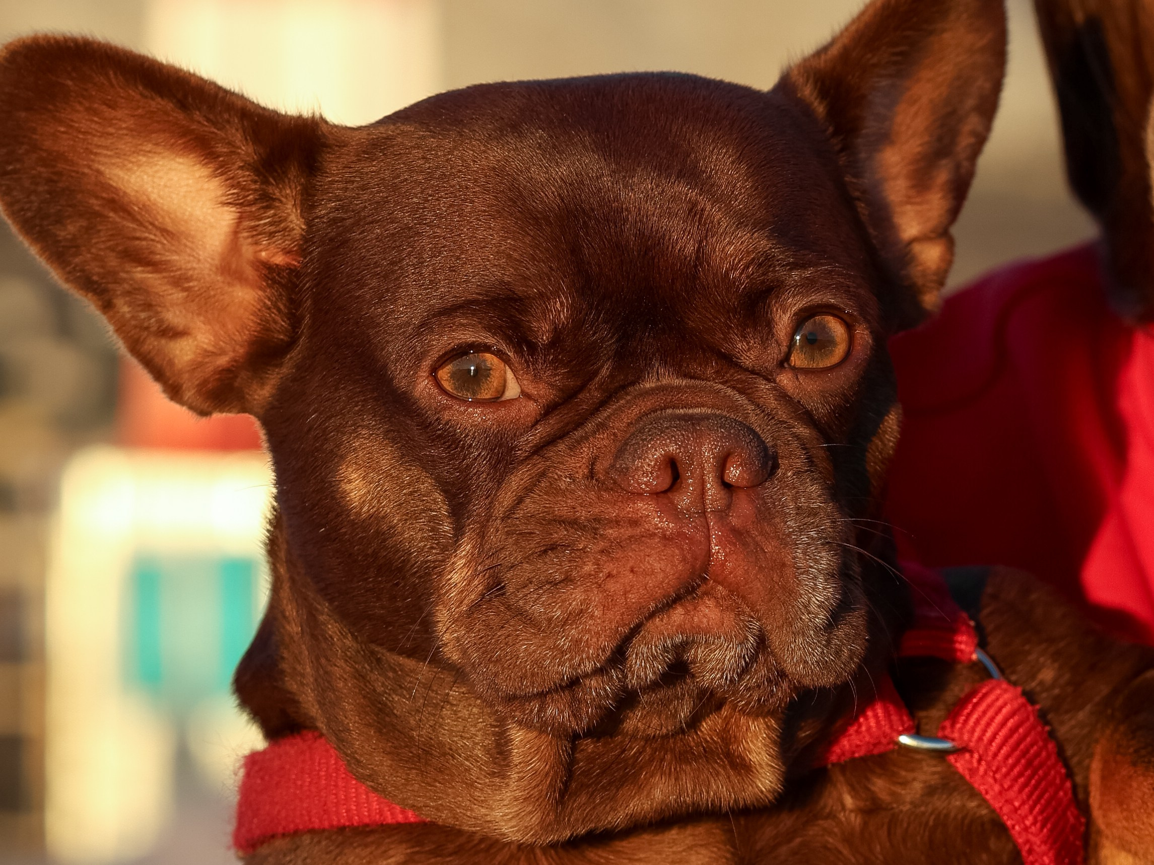 Белла, Луна и Нелли. Фотограф-анималист в Москве Кириллова Татьяна
