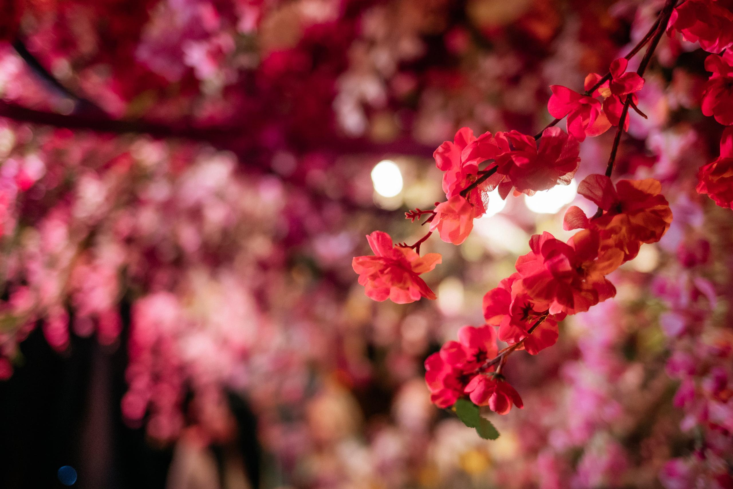 PROBIRKA21 [GIARDINO MAGICO]. СВОИ. ФОТООТЧЕТЫ-СОБЫТИЯ-МЕСТА