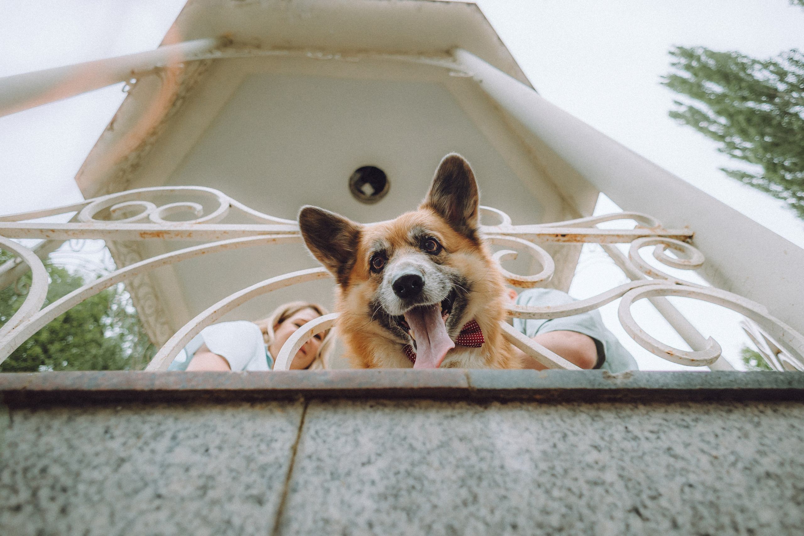 Ира, Леша и Харли