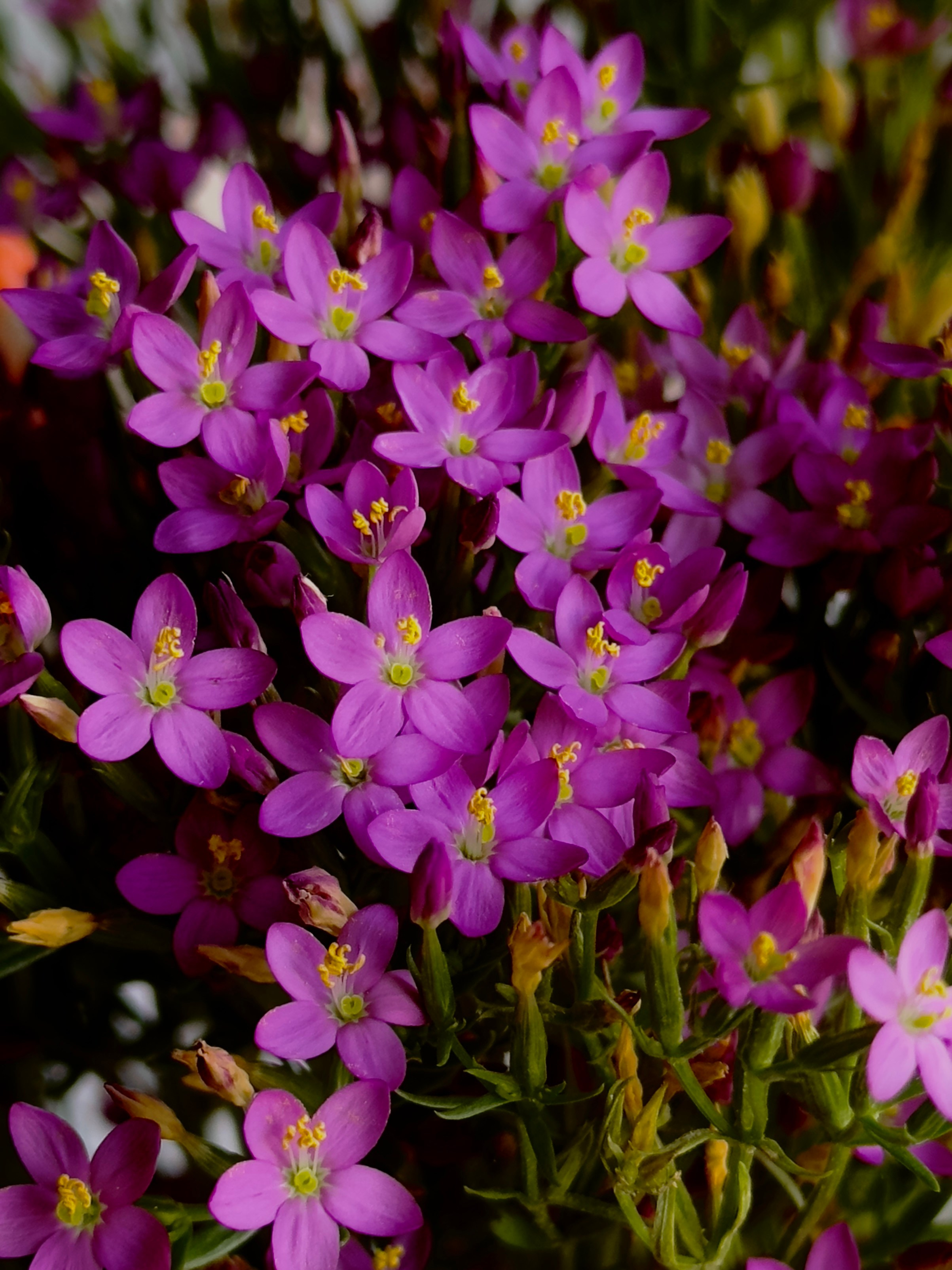 Макро любовь. Смотри, красота!