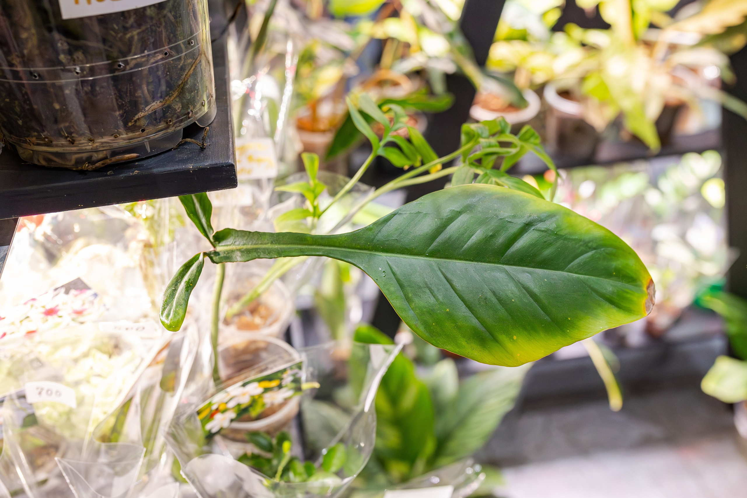 Монстериум апрель 2026. Александра Куликова фотограф, Москва