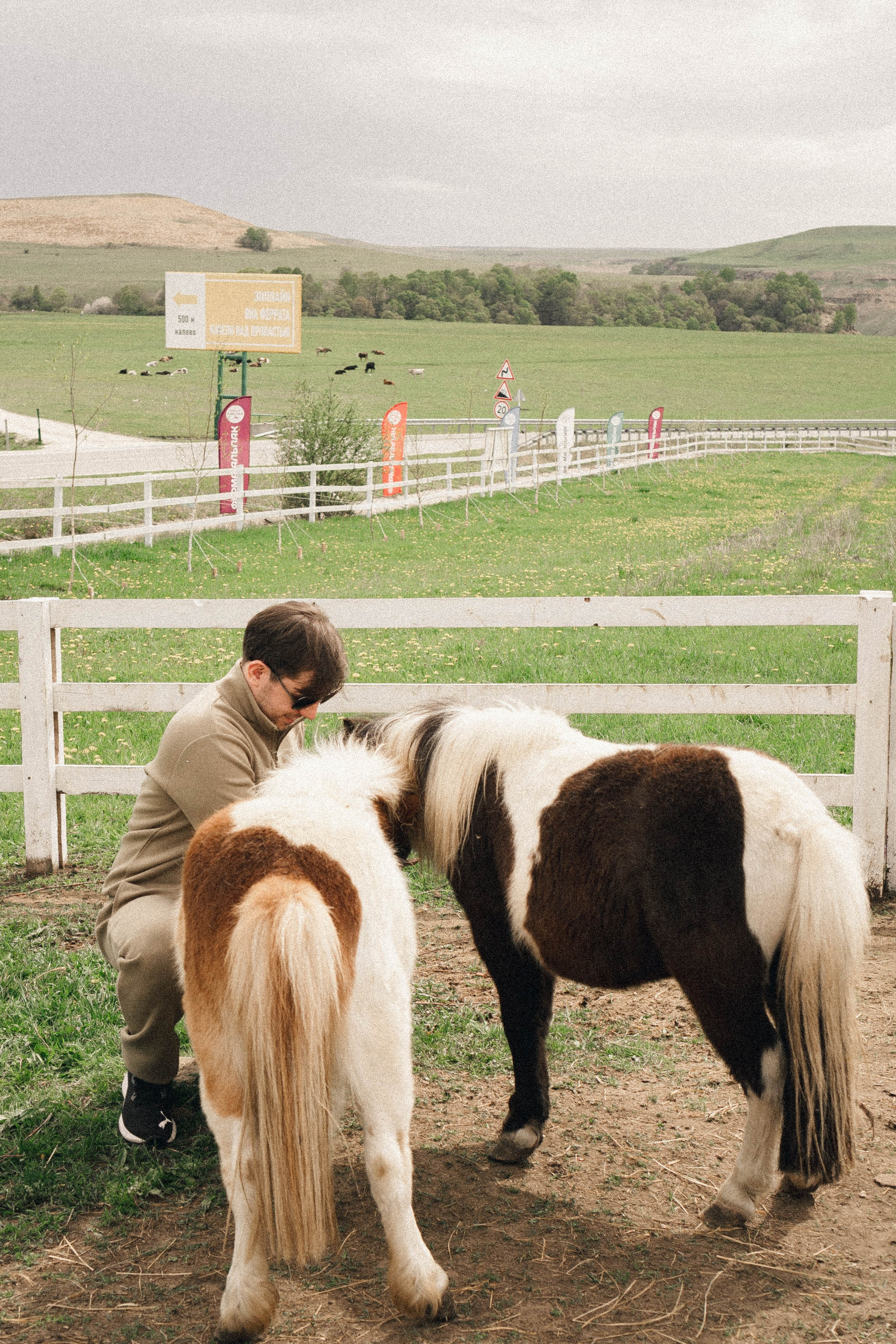 Ферма Альпак. Профессиональный фотограф, Санкт-Петербург — Виктория Богомолова